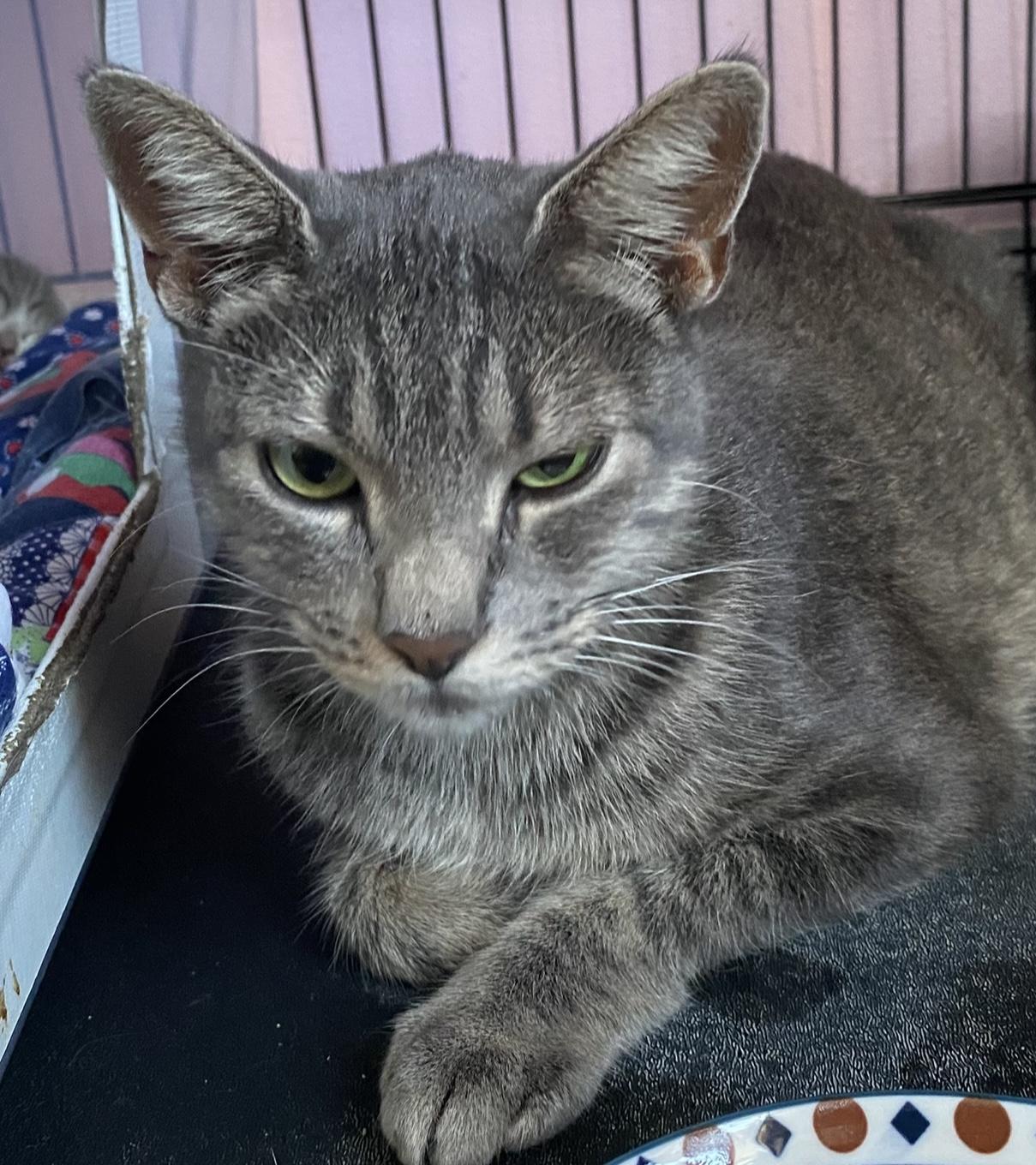 Pearl, a Adoptable Domestic Short Hair in Port Washington, WI image 4/4