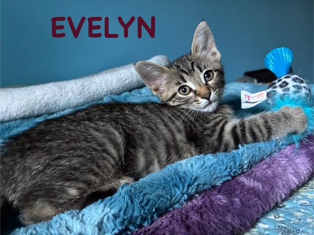 Evelyn