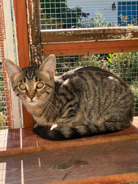 Evelyn, a Adoptable Domestic Short Hair in Kenosha, WI image 1/2