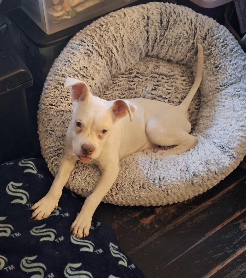 Enlarge Powder, an adopted mixed breed in Mobile, AL image 2/5