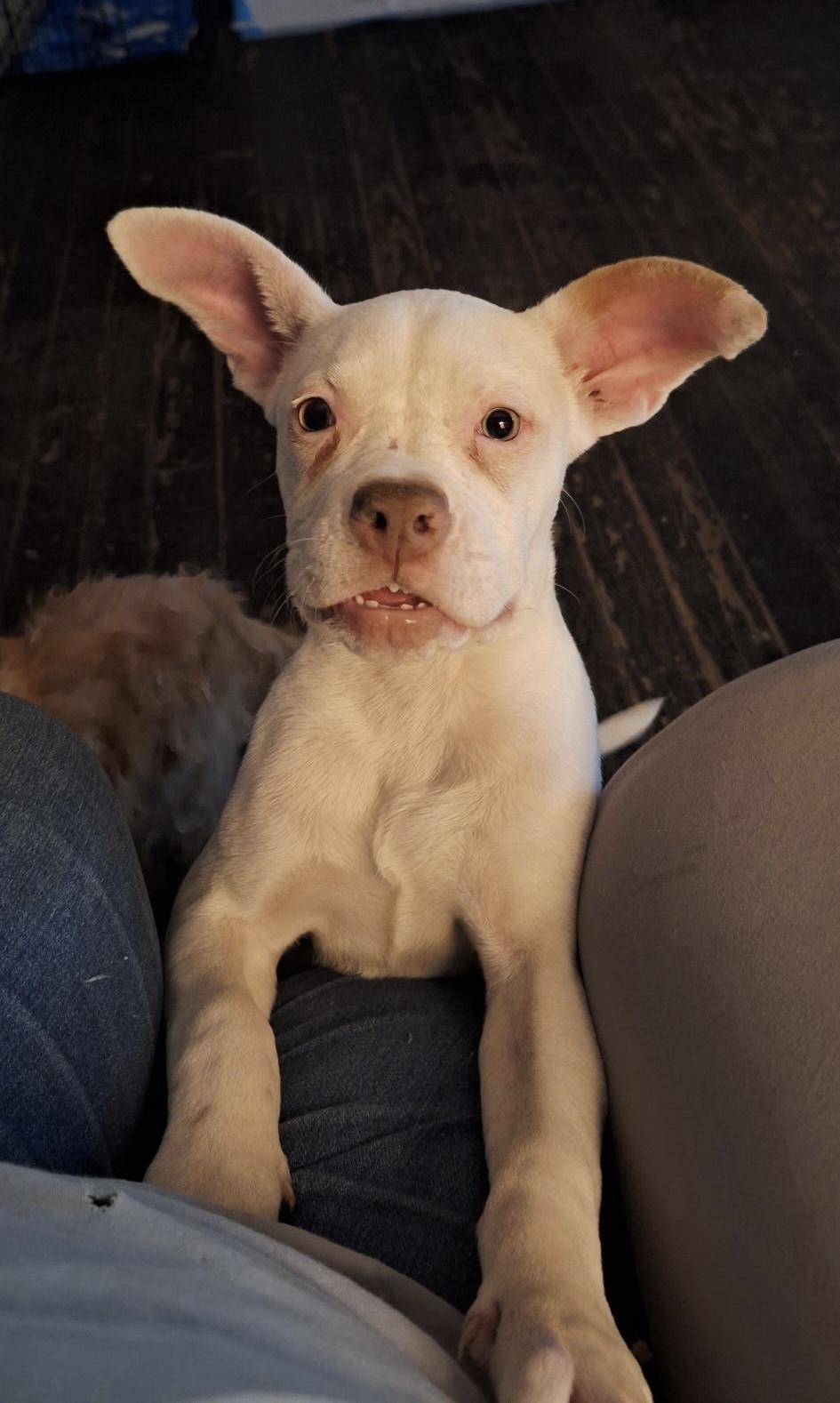 Enlarge Powder, an adopted mixed breed in Mobile, AL image 3/5