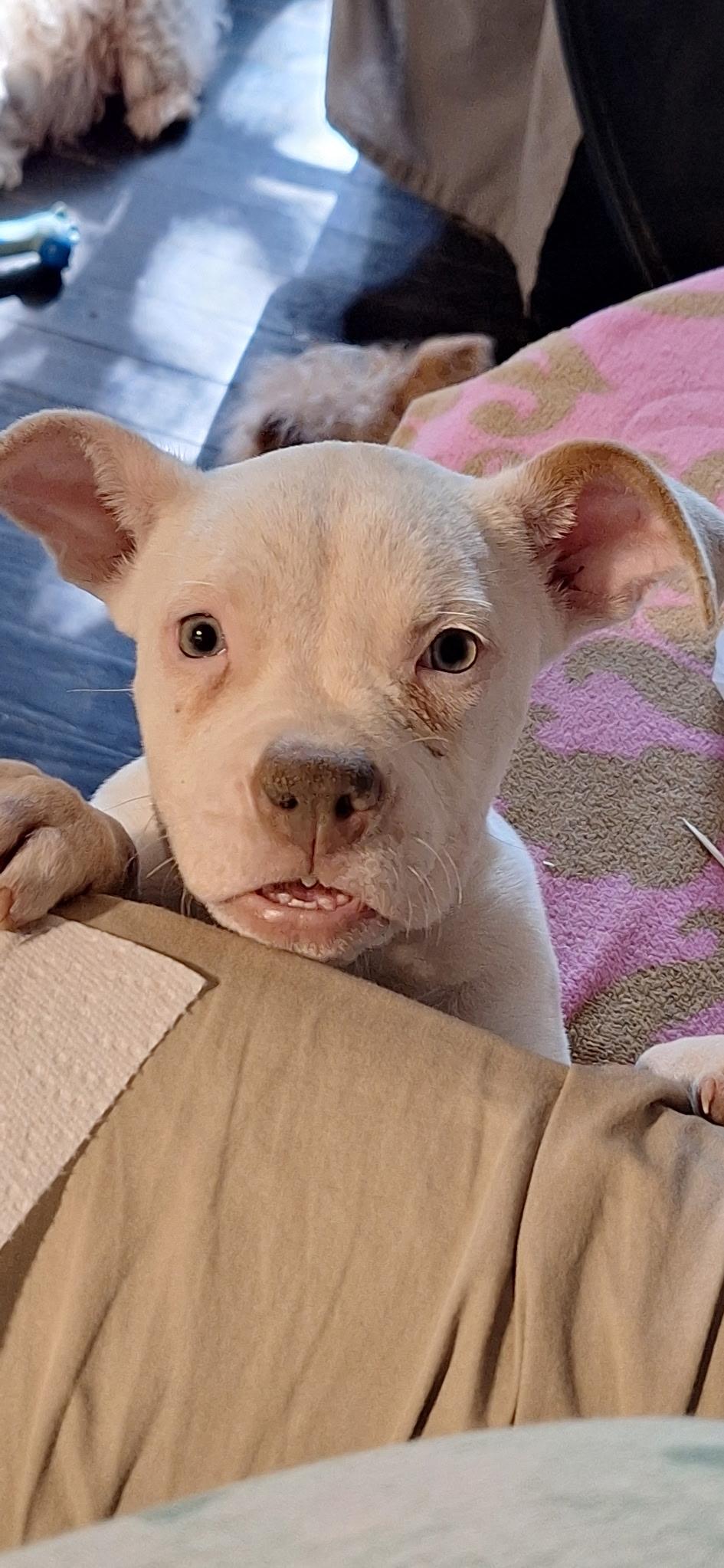 Powder, adopted, Puppy Female Bulldog.
