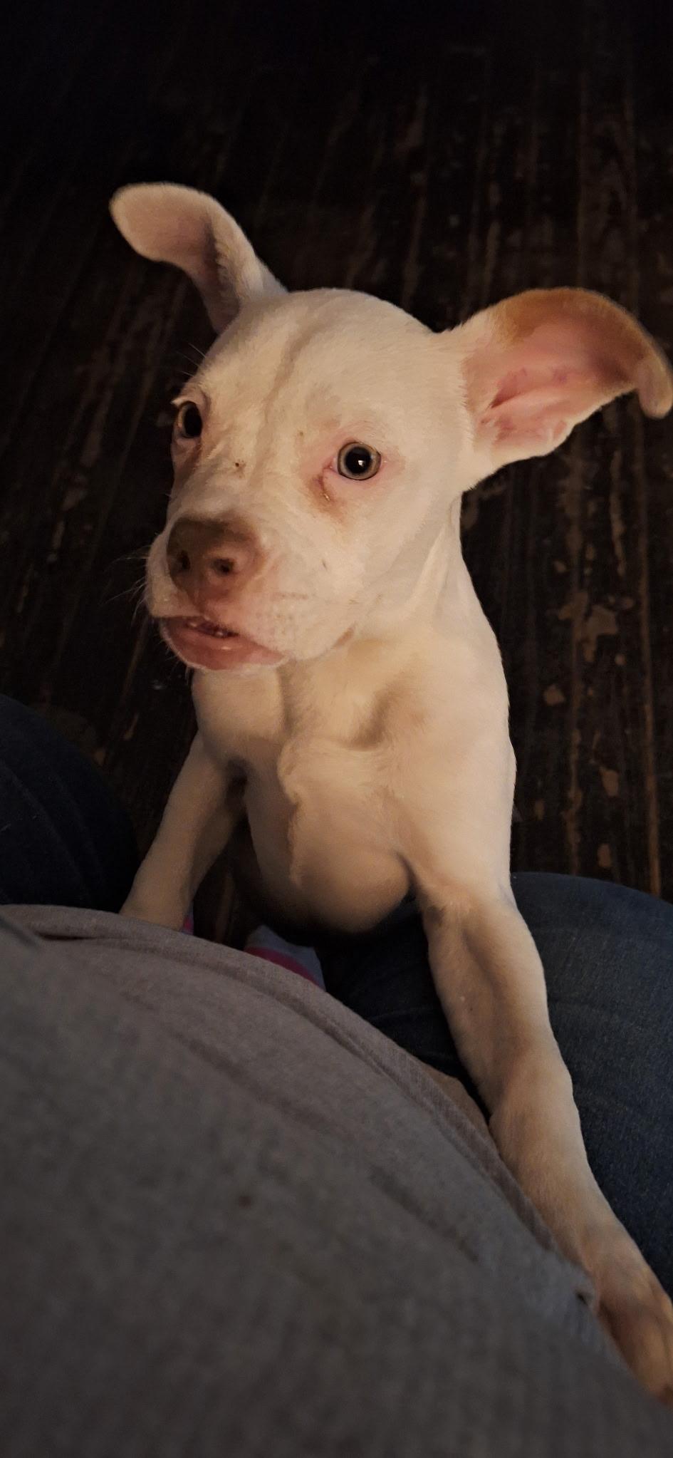 Enlarge Powder, an adopted mixed breed in Mobile, AL image 5/5
