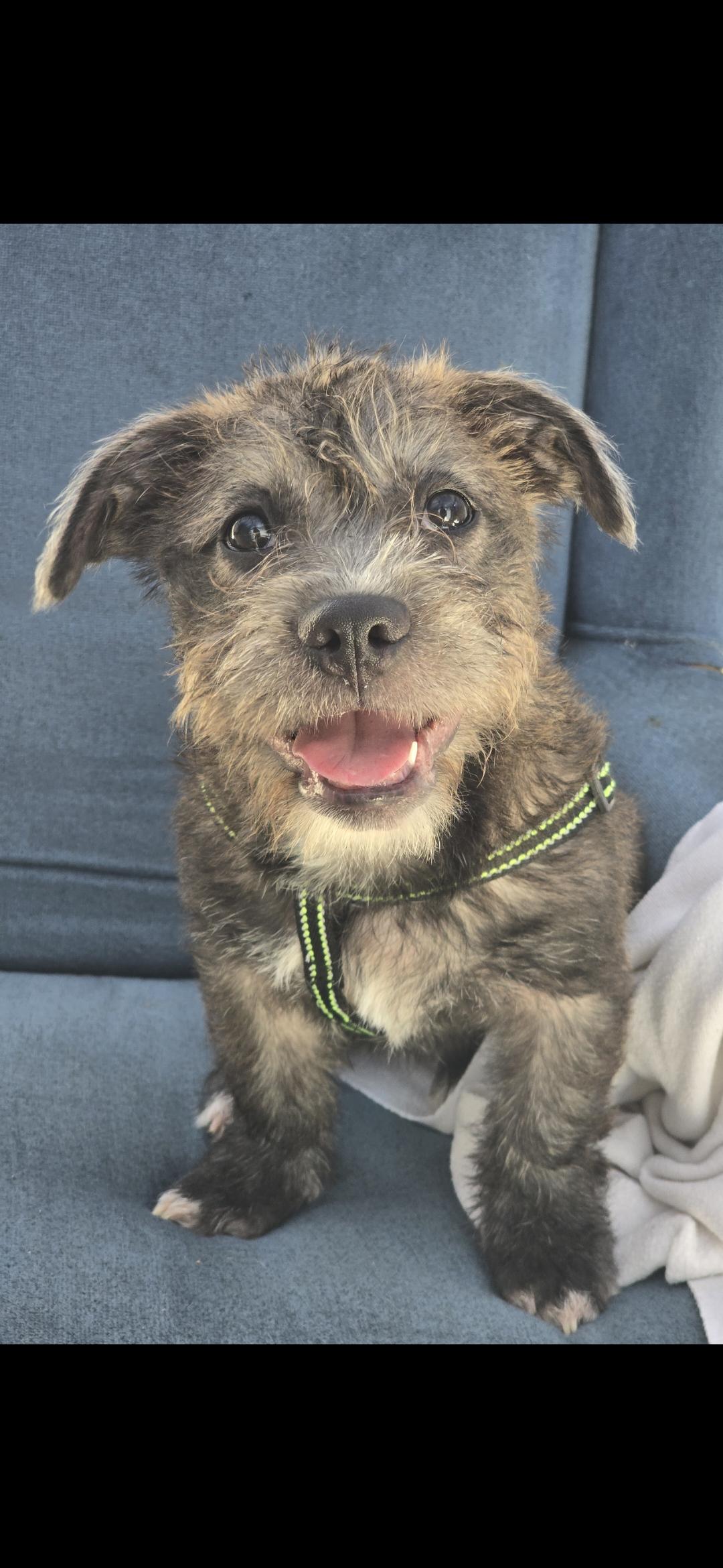 Enlarge Hilda, hippo, an adopted mixed breed in Hawthorne, CA image 1/2