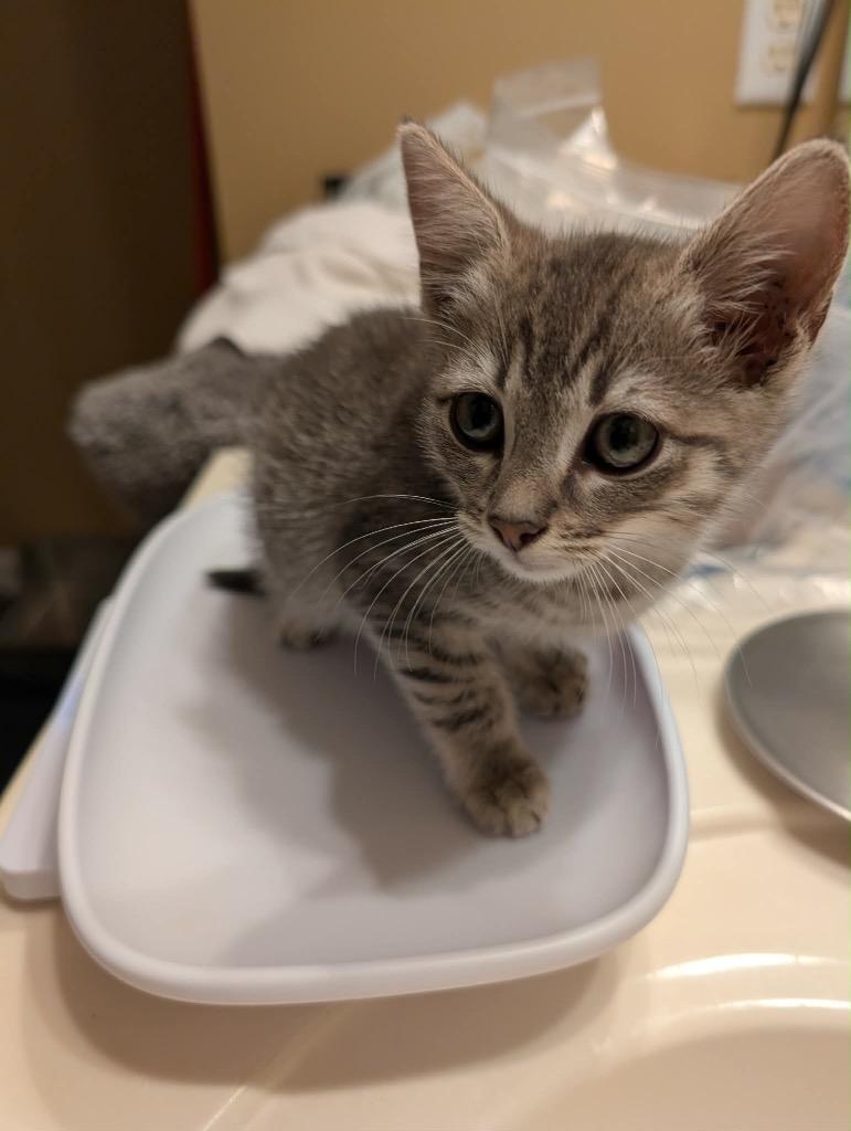 Marzipan, Adoptable, Kitten Male Domestic Short Hair.