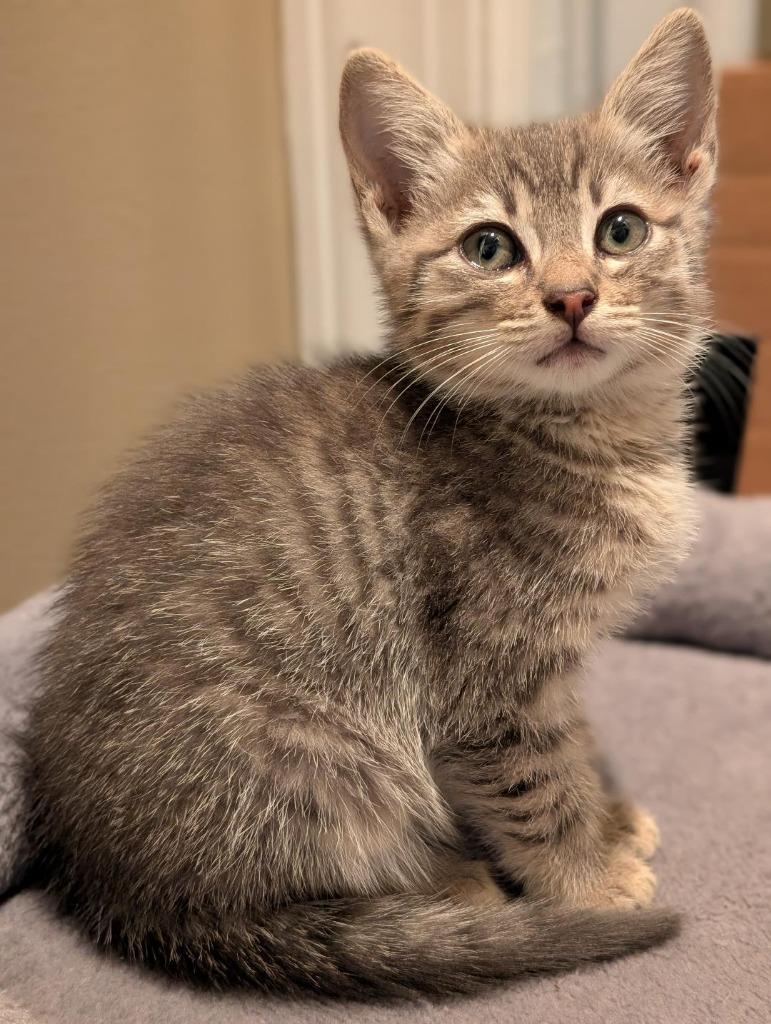 Marzipan, a Adoptable mixed breed in Newnan, GA image 2/3
