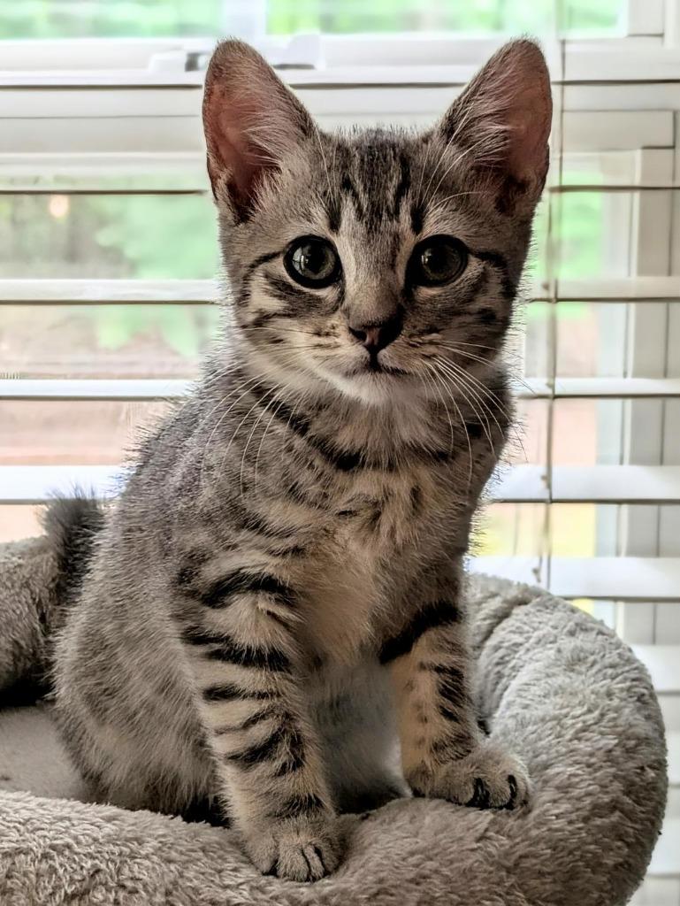 Marzipan, a Adoptable mixed breed in Newnan, GA image 3/3