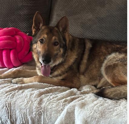 Barrett, a Adoptable German Shepherd Dog in Plainfield, IL image 5/5