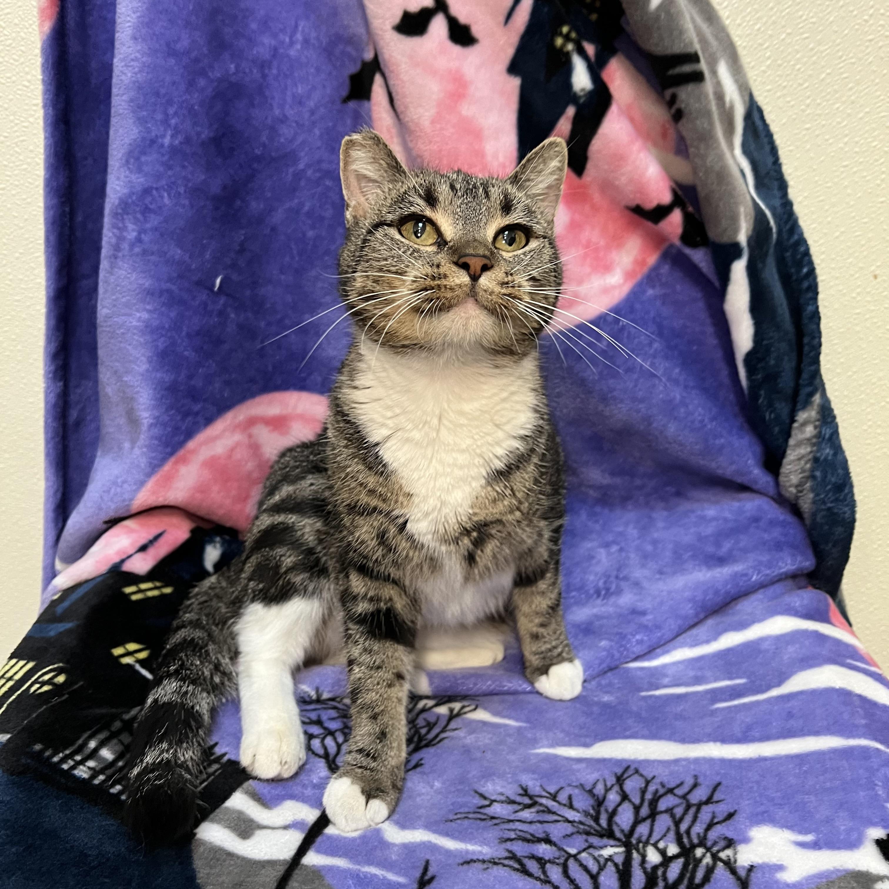 Enlarge Lavender, a Adoptable Domestic Short Hair in Fairmont, MN image 4/6