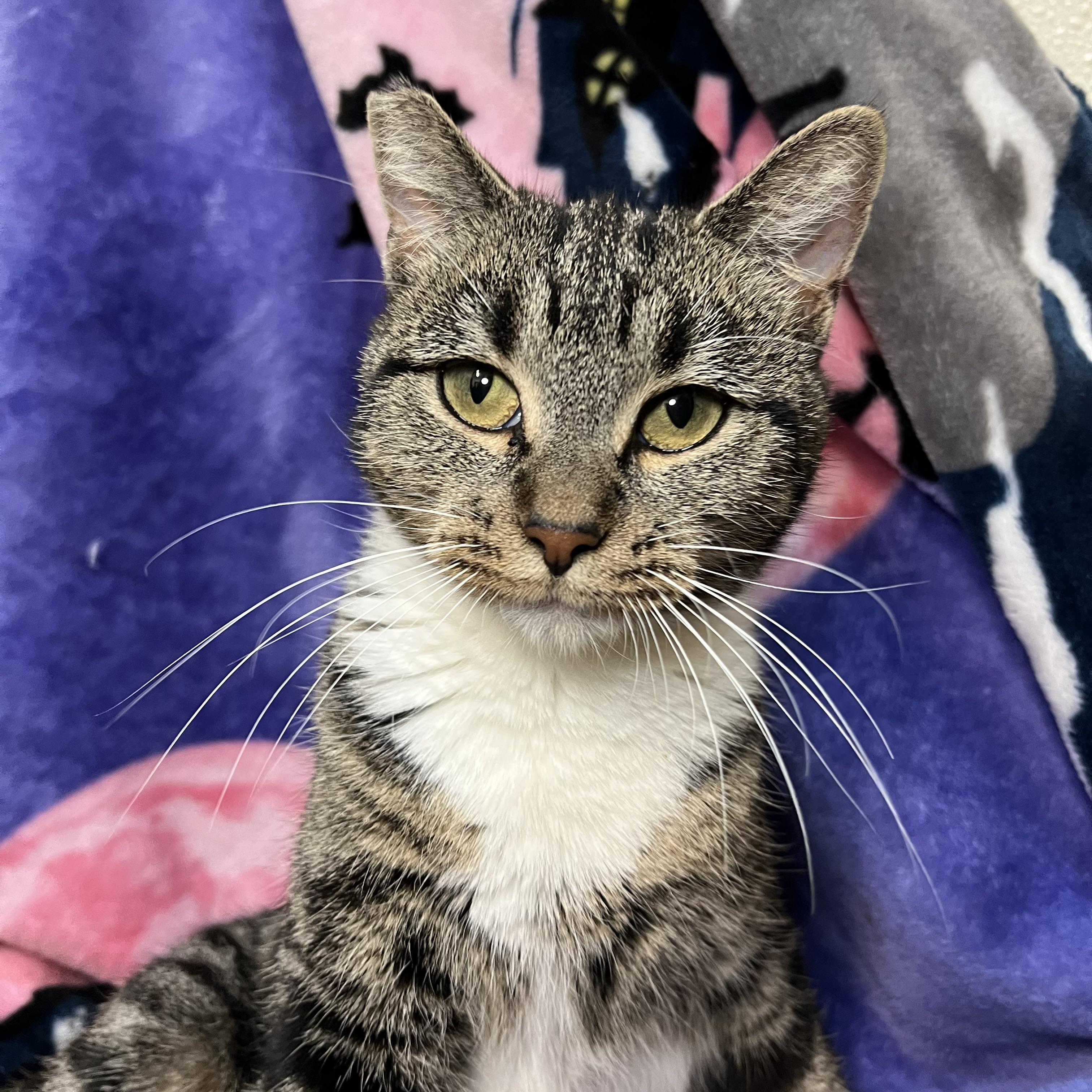 Enlarge Lavender, a Adoptable Domestic Short Hair in Fairmont, MN image 5/6
