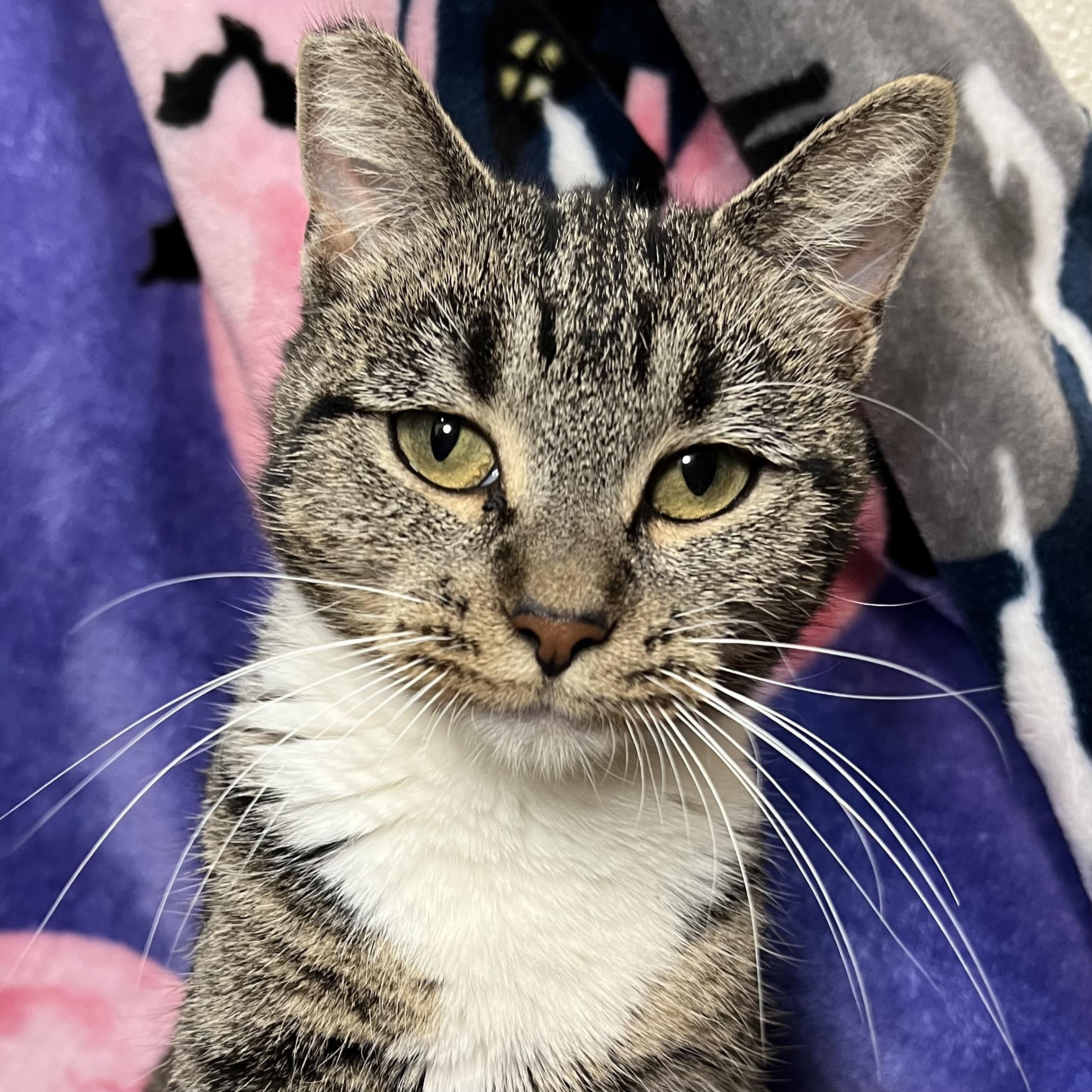 Lavender, Adoptable, Adult Female Domestic Short Hair.