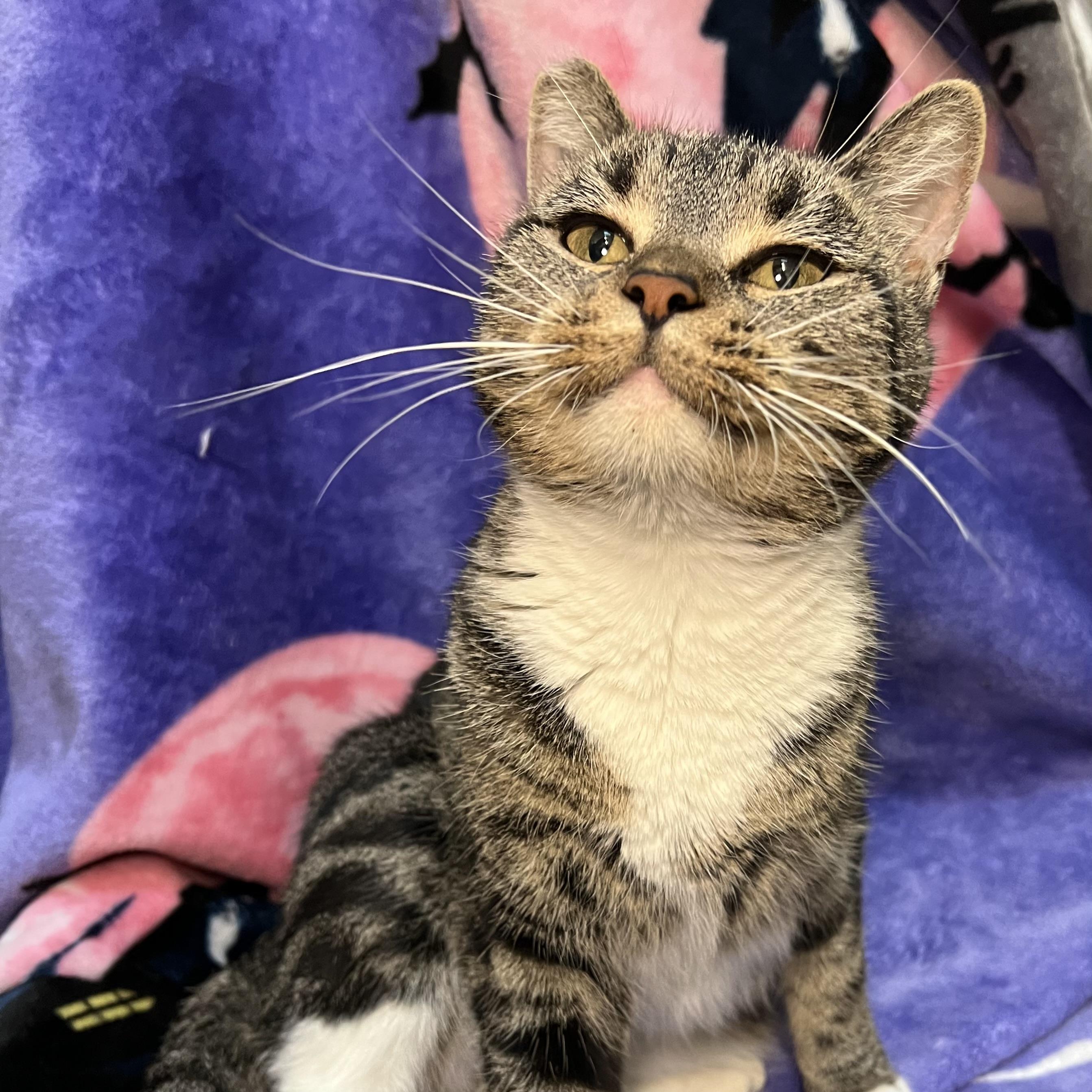 Enlarge Lavender, a Adoptable Domestic Short Hair in Fairmont, MN image 3/6