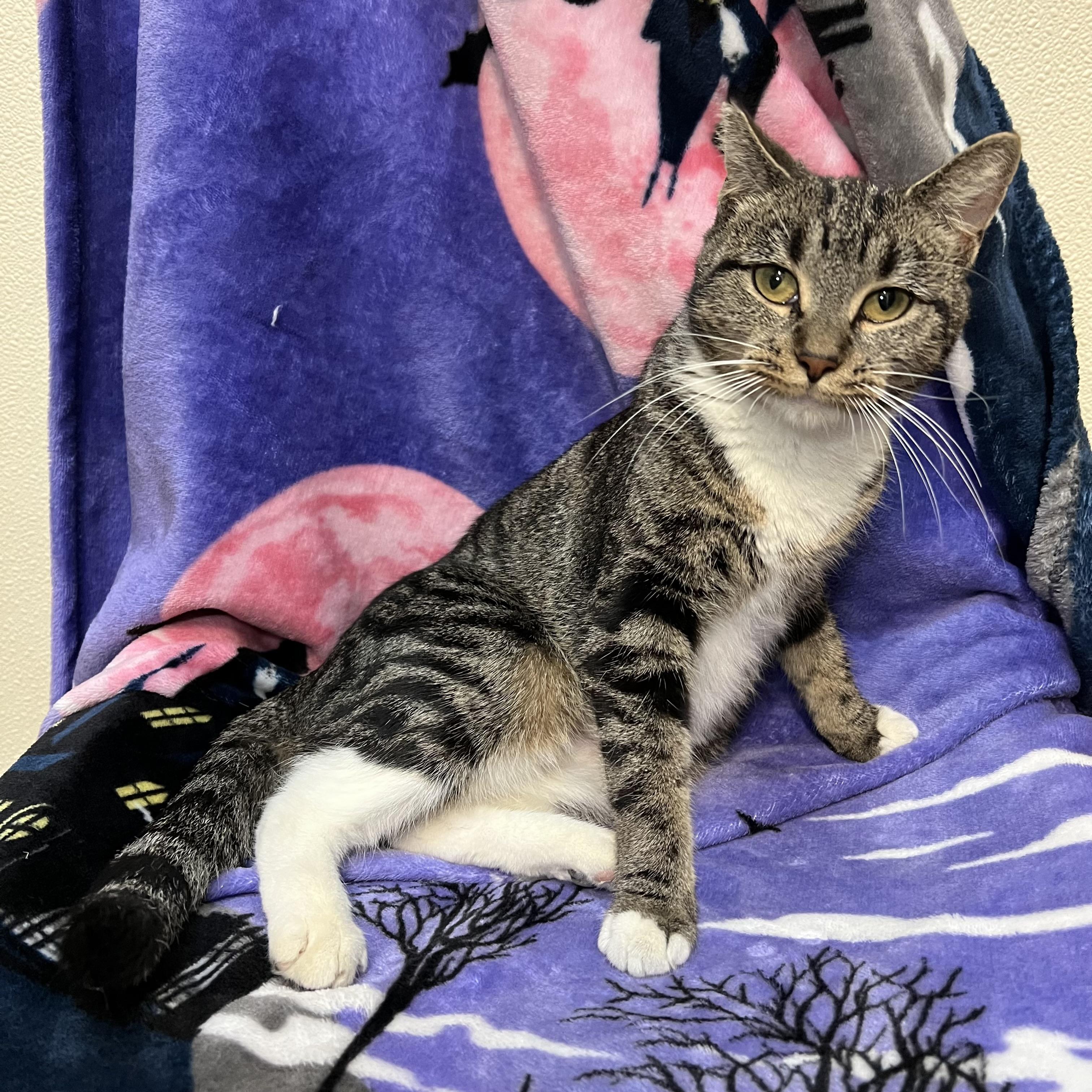 Enlarge Lavender, a Adoptable Domestic Short Hair in Fairmont, MN image 6/6