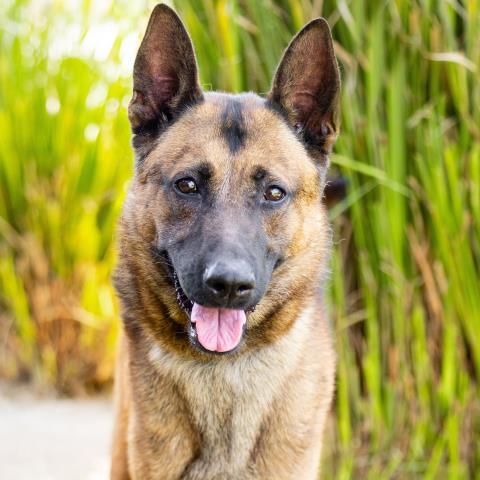 Enlarge INIGO MONTOYA, a Adoptable Belgian Shepherd / Malinois in Camarillo, CA image 1/1