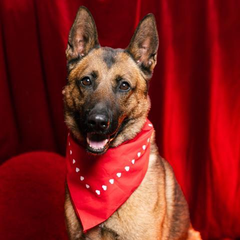 Enlarge INIGO MONTOYA, a Adoptable Belgian Shepherd / Malinois in Camarillo, CA image 1/1