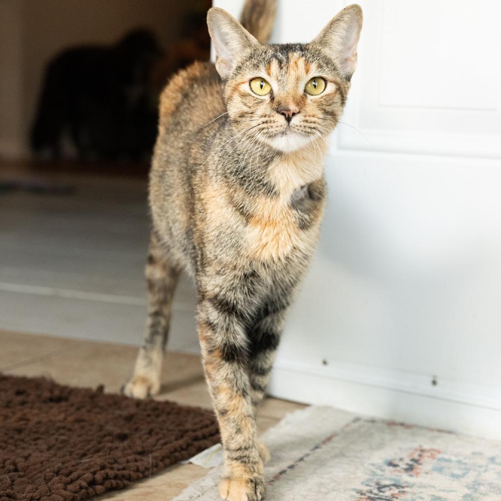 Enlarge Sevi, a Adoptable Domestic Short Hair in Flower Mound, TX image 1/6