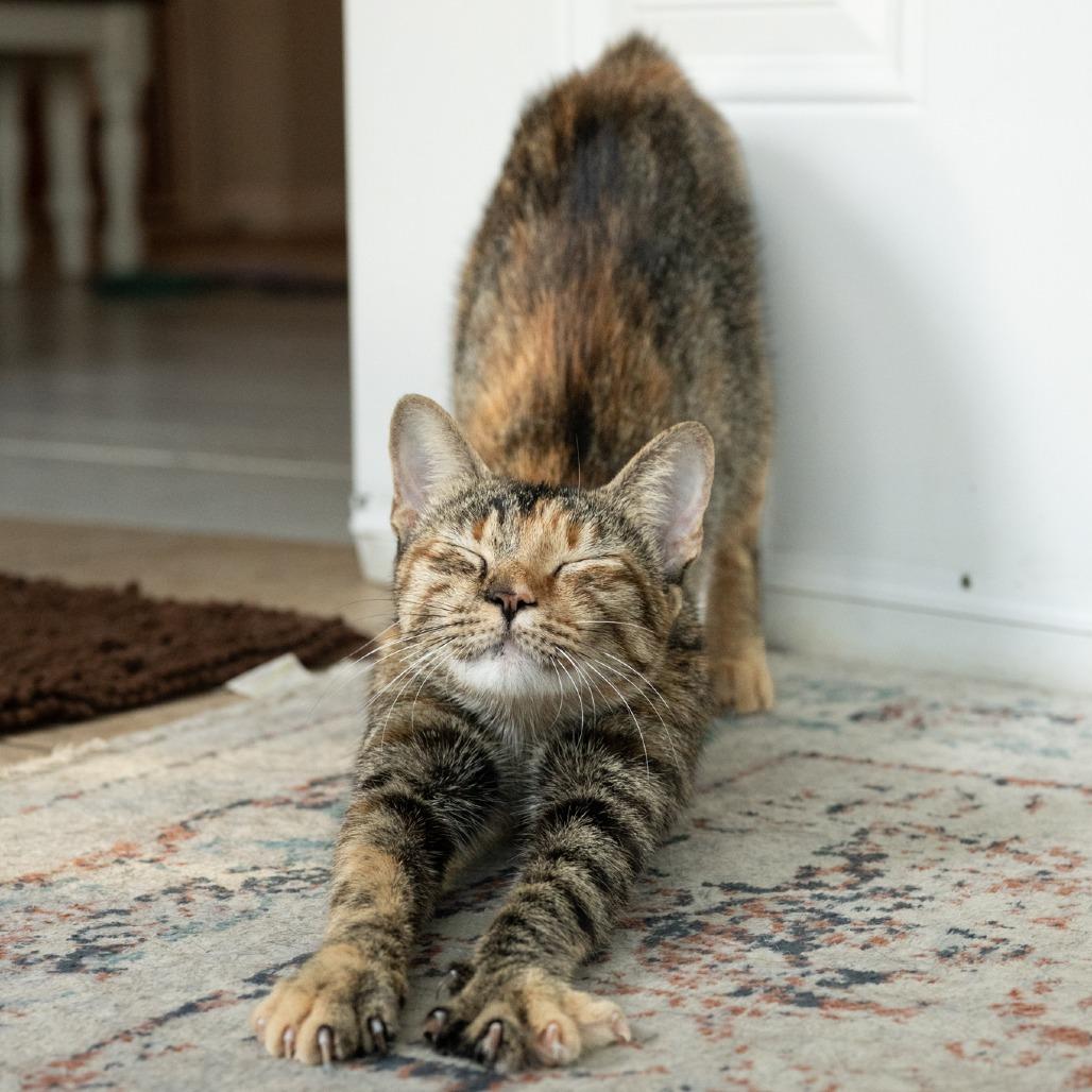 Enlarge Sevi, a Adoptable Domestic Short Hair in Flower Mound, TX image 2/6