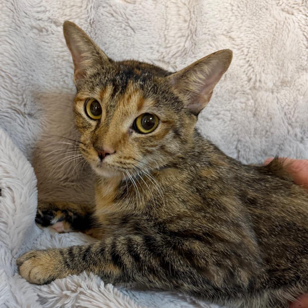 Enlarge Sevi, a Adoptable Domestic Short Hair in Flower Mound, TX image 3/6