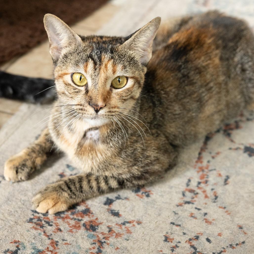 Enlarge Sevi, a Adoptable Domestic Short Hair in Flower Mound, TX image 4/6