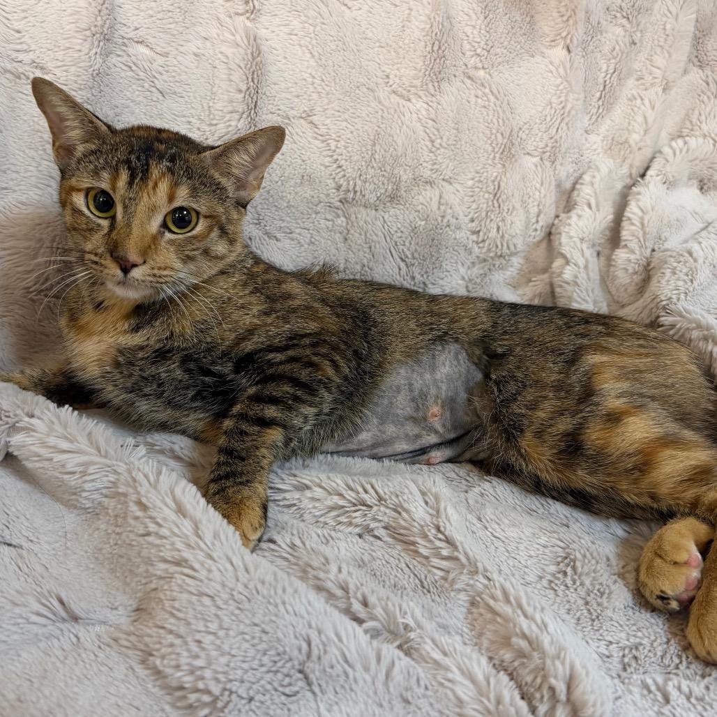 Enlarge Sevi, a Adoptable Domestic Short Hair in Flower Mound, TX image 5/6