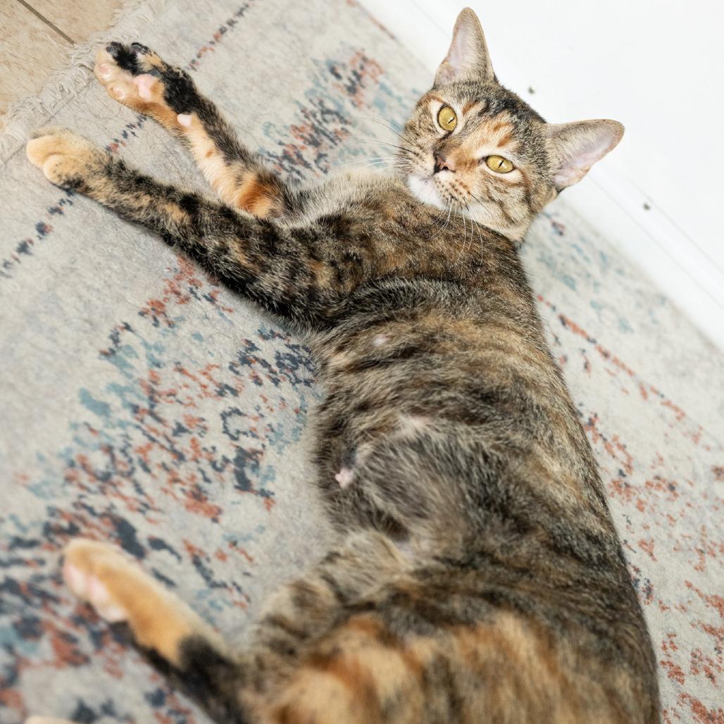 Enlarge Sevi, a Adoptable Domestic Short Hair in Flower Mound, TX image 6/6