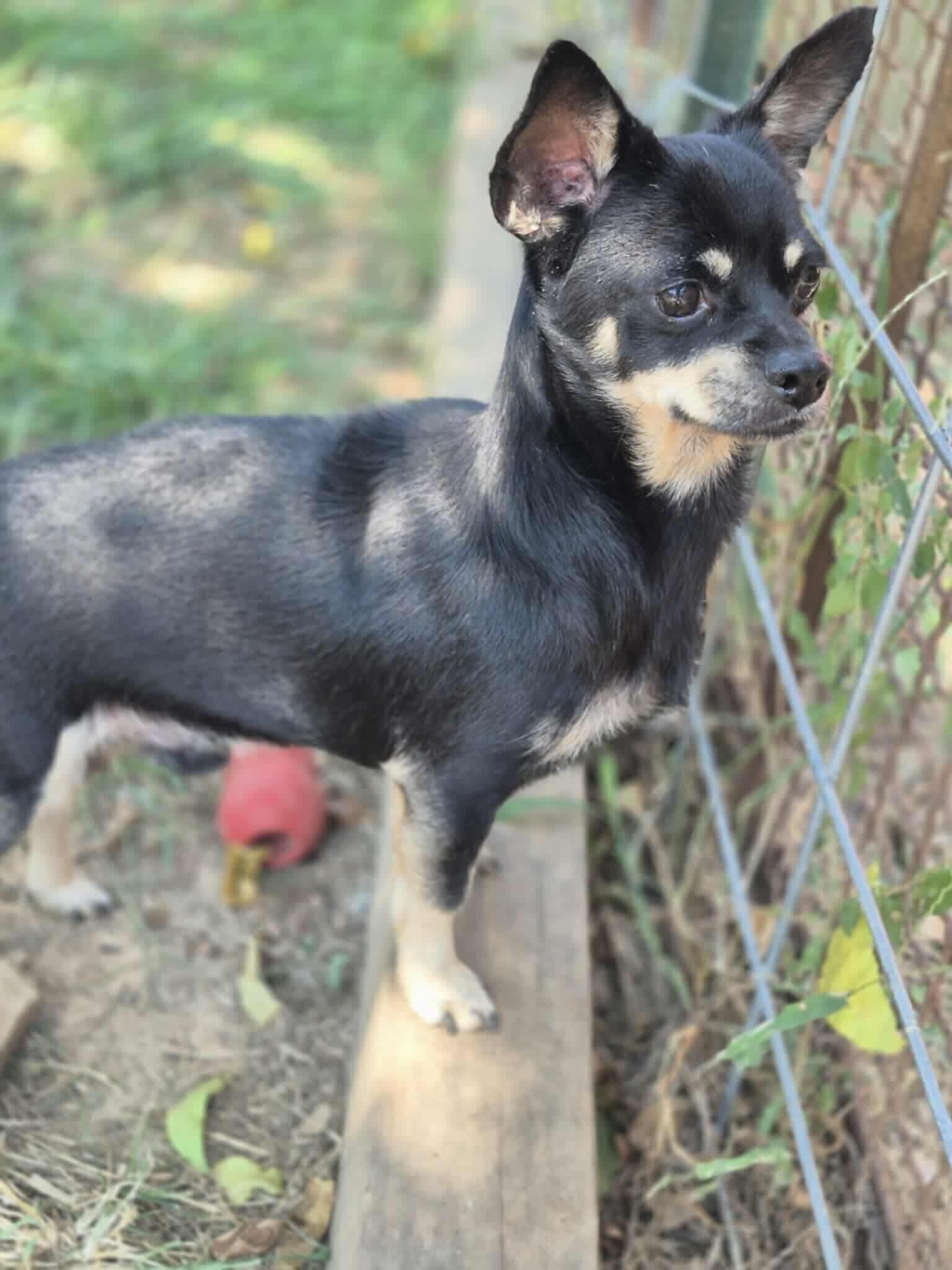 Enlarge Stu, a Adoptable Chihuahua in Dover, AR image 1/6