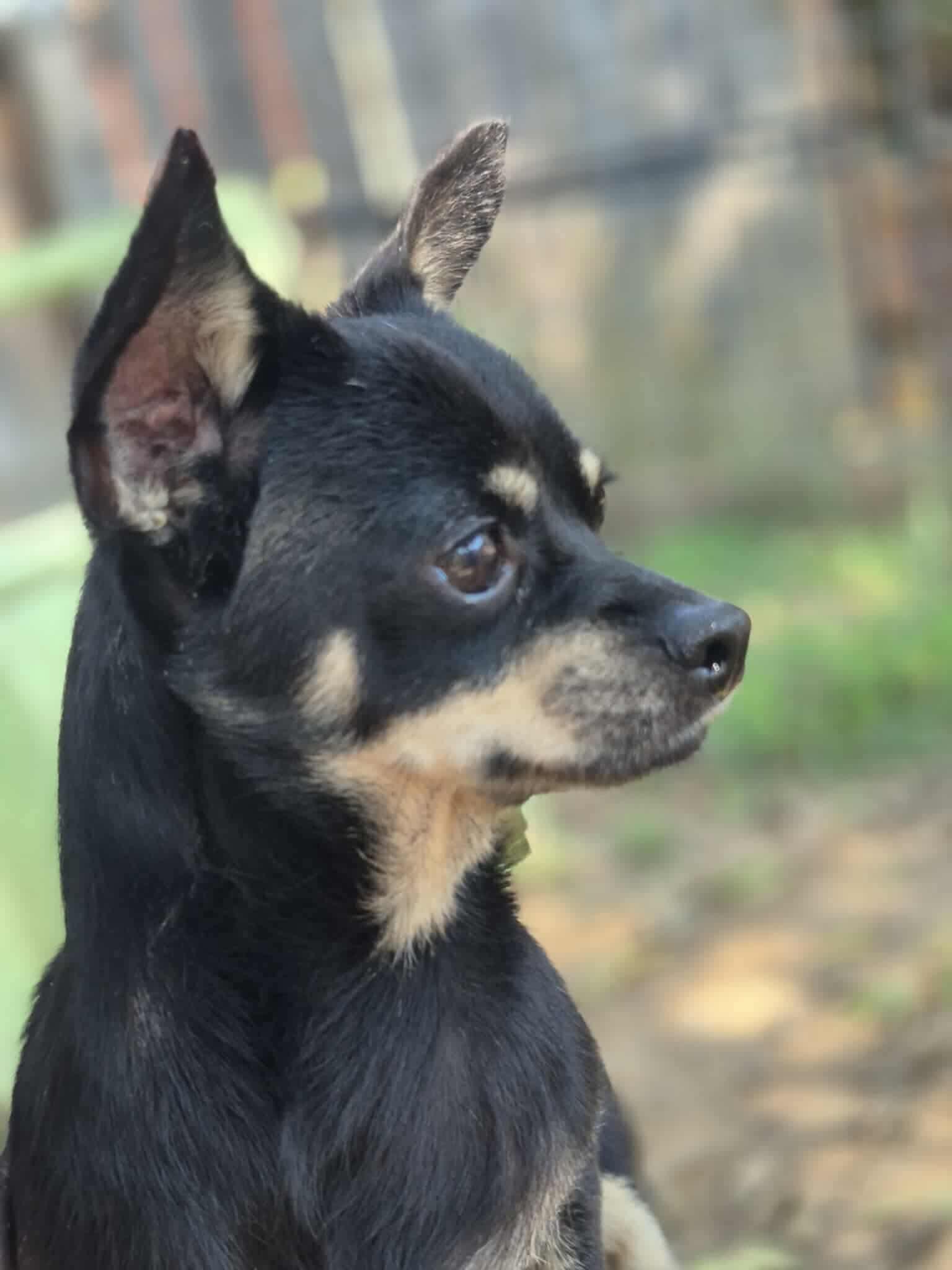 Enlarge Stu, a Adoptable Chihuahua in Dover, AR image 2/6