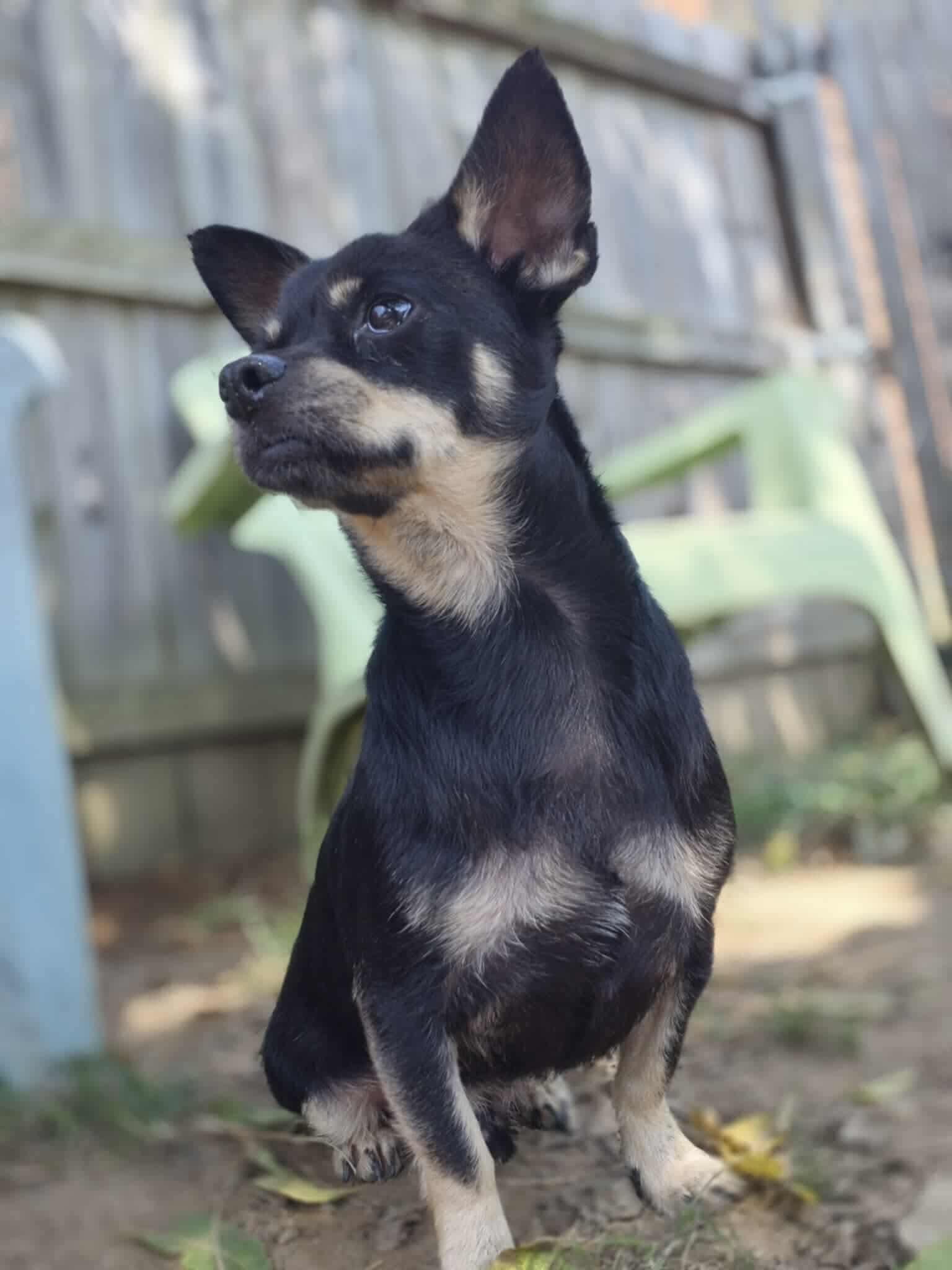 Stu, a Adoptable Chihuahua in Dover, AR image 4/6