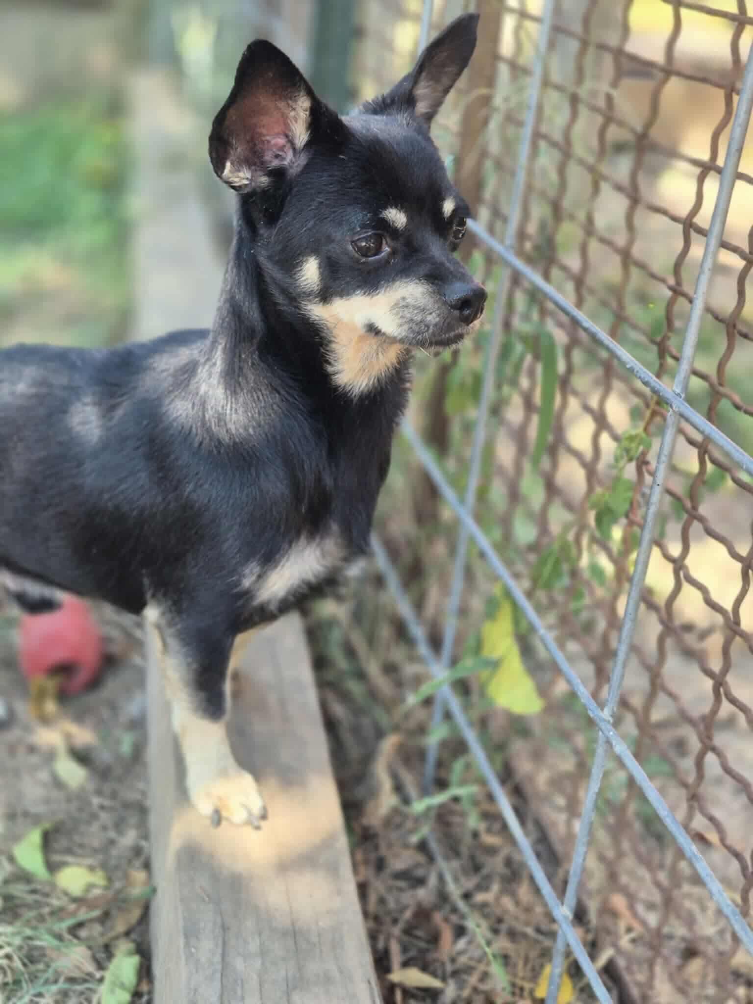 Stu, a Adoptable Chihuahua in Dover, AR image 5/6