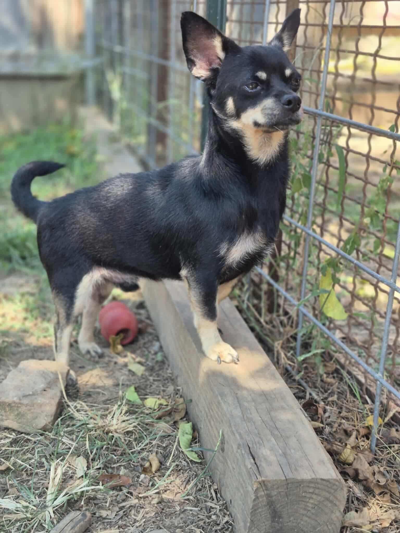 Enlarge Stu, a Adoptable Chihuahua in Dover, AR image 5/6