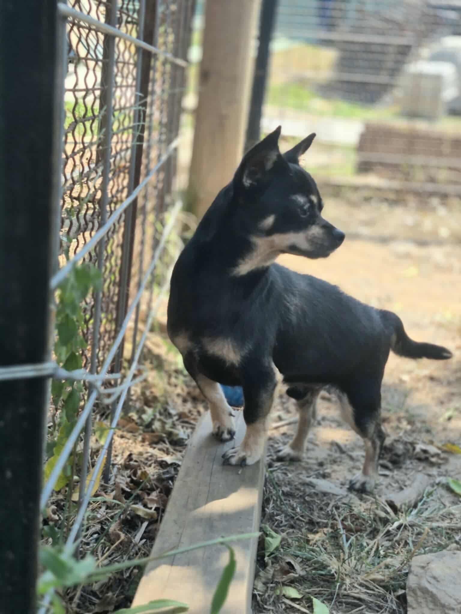 Stu, a Adoptable Chihuahua in Dover, AR image 6/6