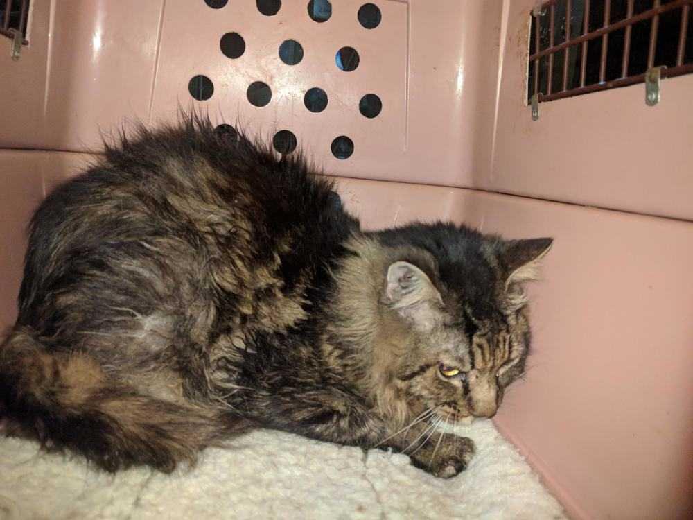 Nikki (Nicodemus), Adopted, Senior Male Domestic Long Hair.