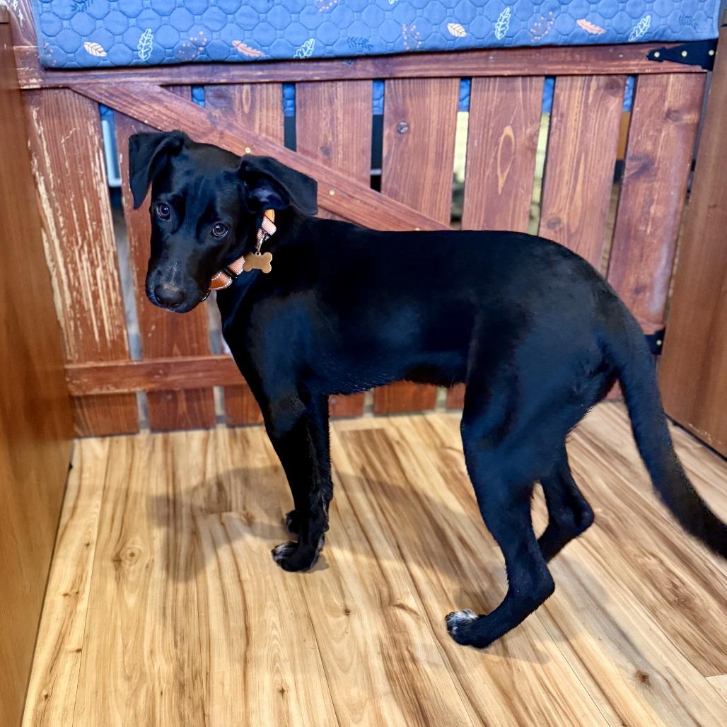 Scout, Adoptable, Young Male Mixed Breed.