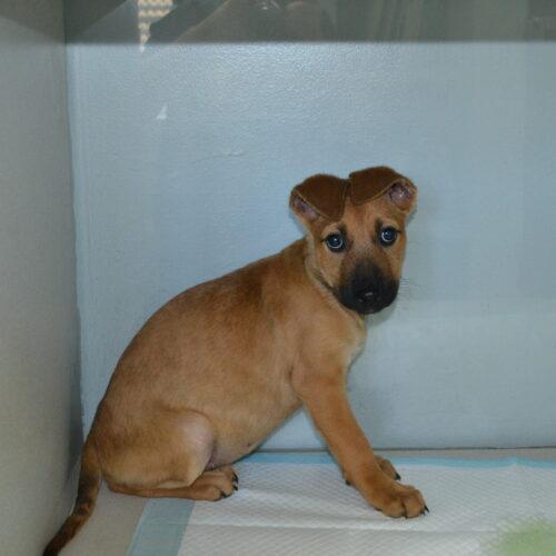 Lavergne, Adoptable, Puppy Female Shepherd & Labrador Retriever.