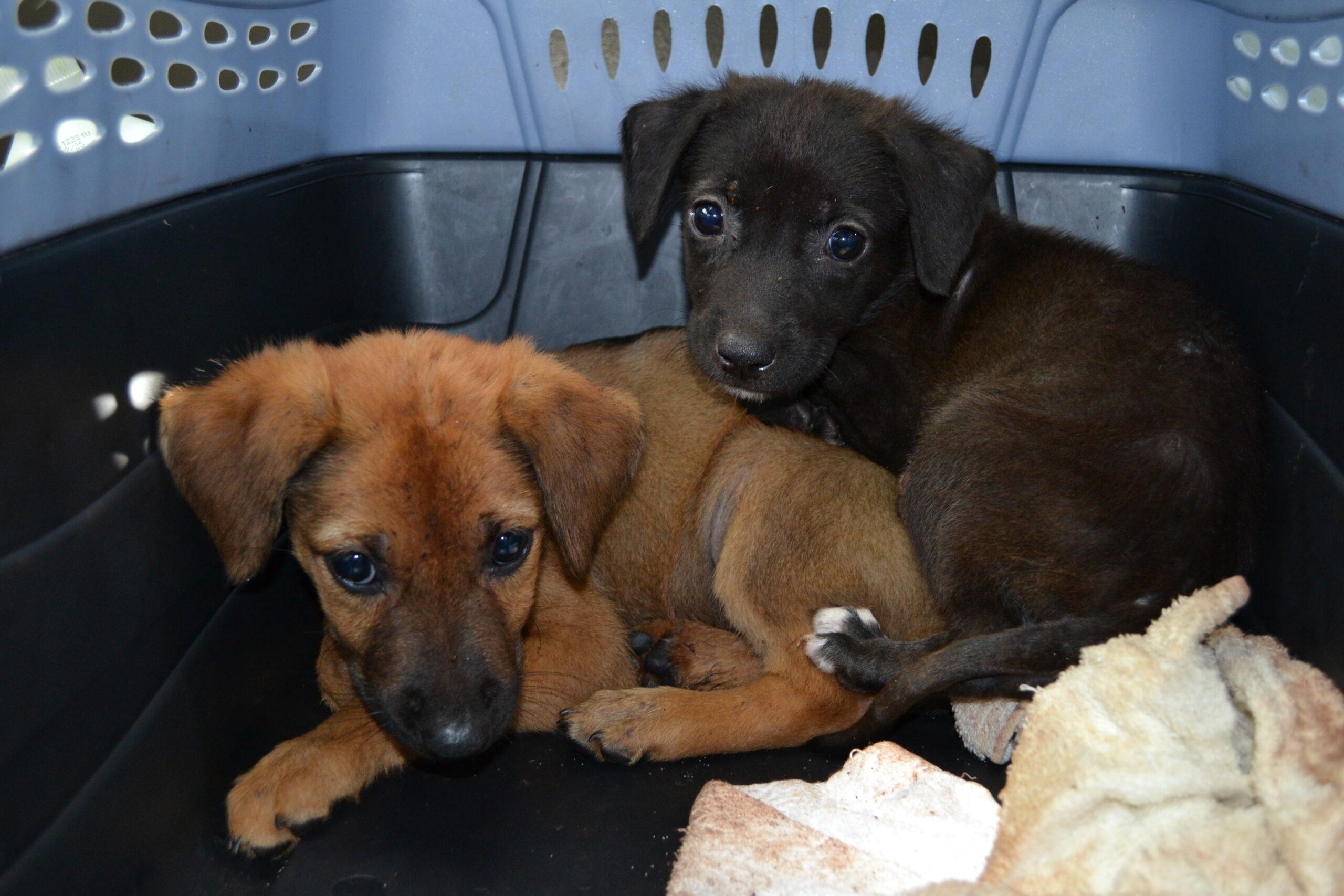 Lavergne, Adoptable, Puppy Female Mixed Breed.