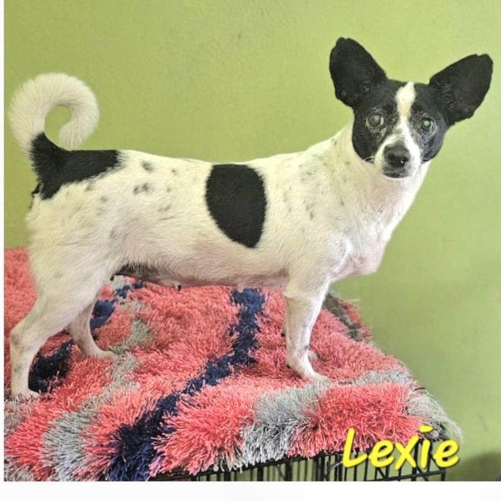 Lexie "a Confident Little