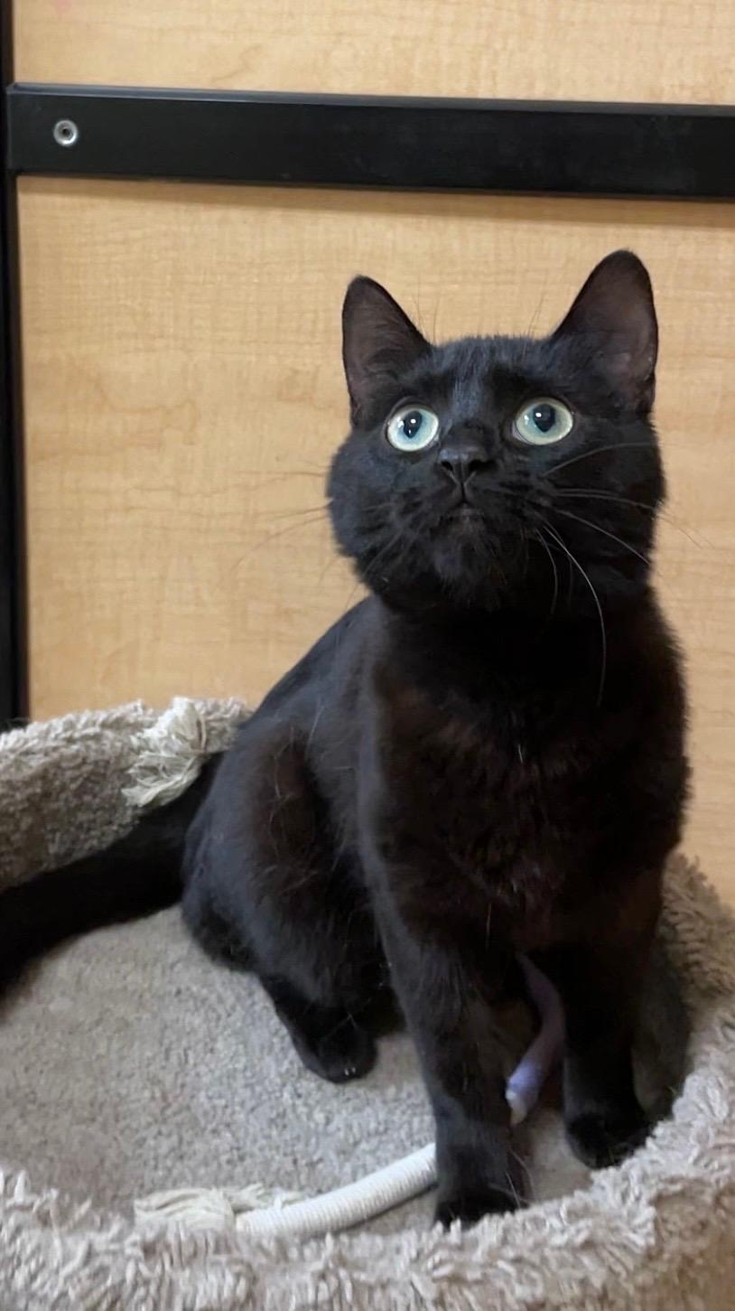 Trina, ADOPTABLE, Kitten Female Domestic Short Hair.