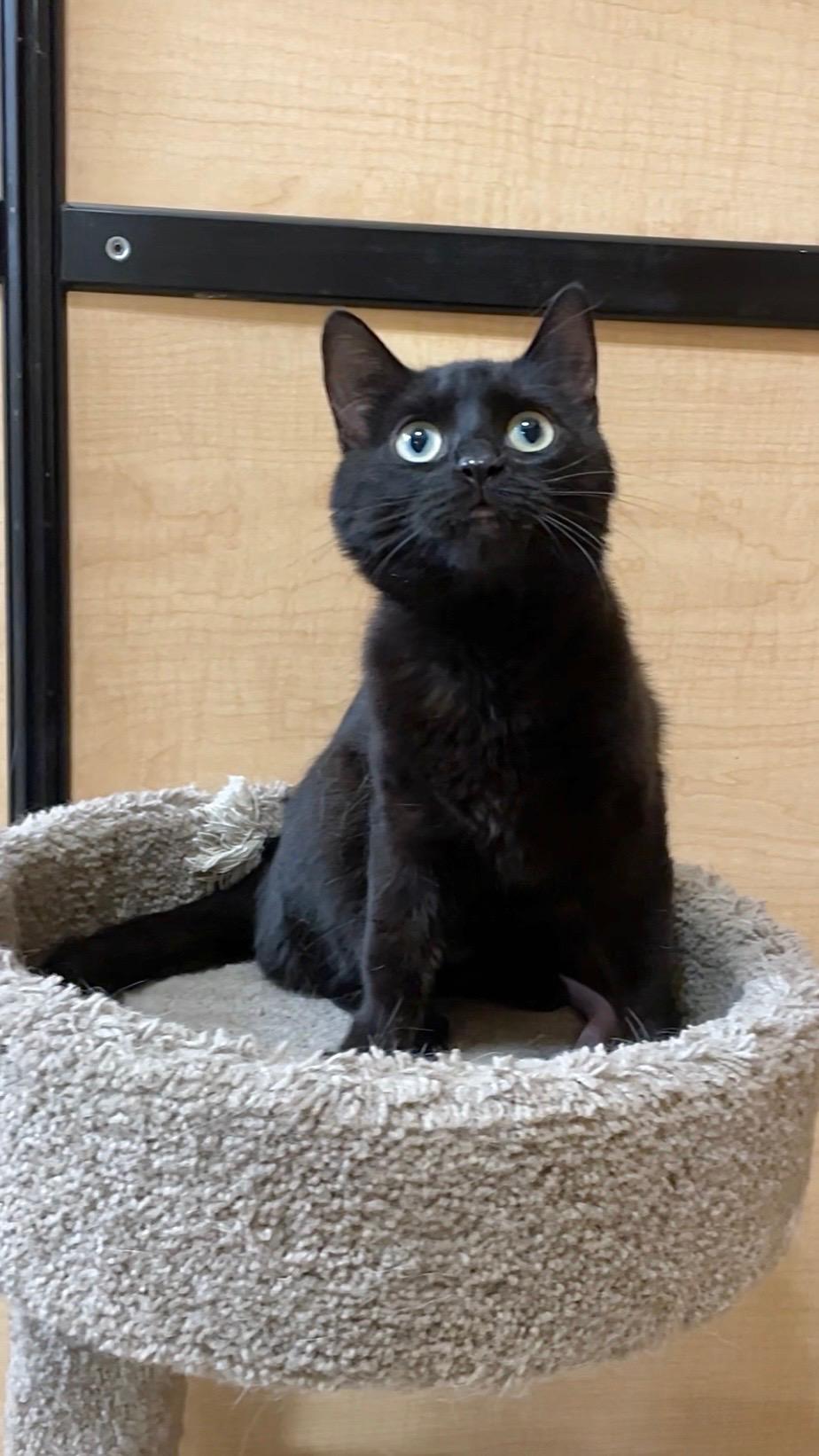 Trina, an adopted Domestic Short Hair in Barrington Hills, IL image 2/3