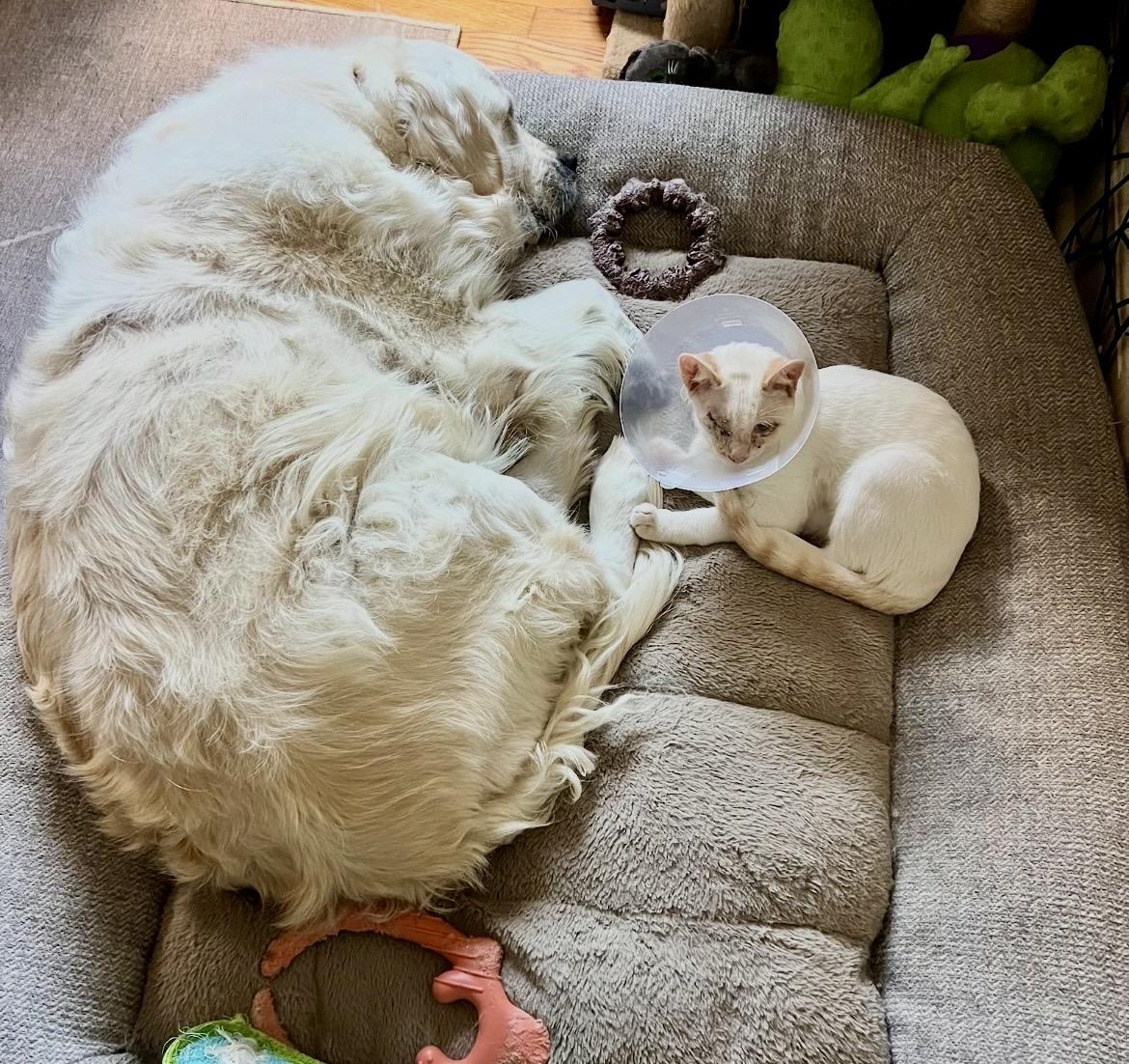 Enlarge Gunnar(orange) & Everett (white) bonded brothers, a Adoptable Domestic Short Hair in Mount Juliet, TN image 6/6