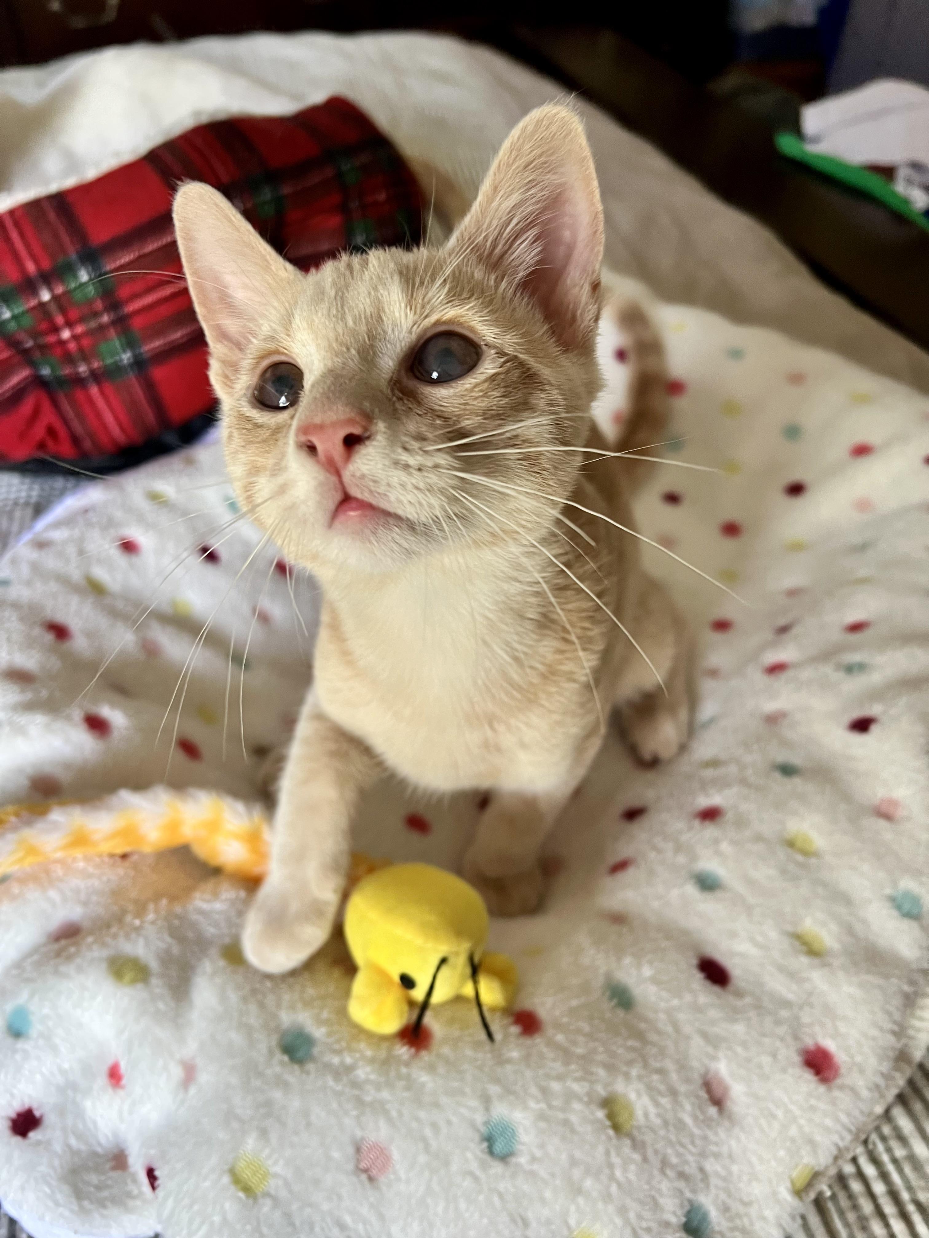 Gunnar(orange) & Everett (white) bonded brothers, a ADOPTABLE Domestic Short Hair in Mount Juliet, TN image 3/6