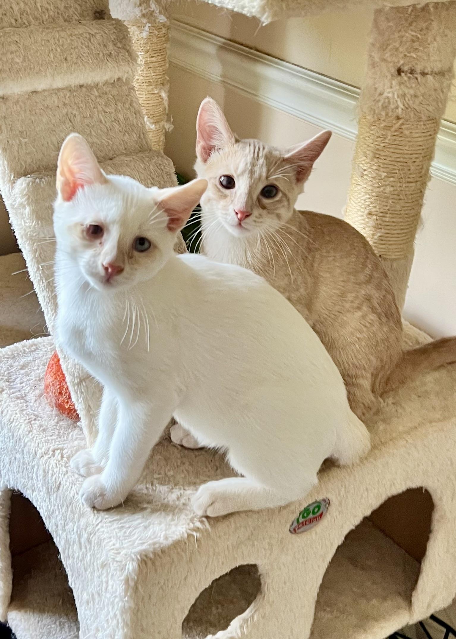 Gunnar(orange) & Everett (white) bonded brothers, ADOPTABLE, Kitten Male Domestic Short Hair.