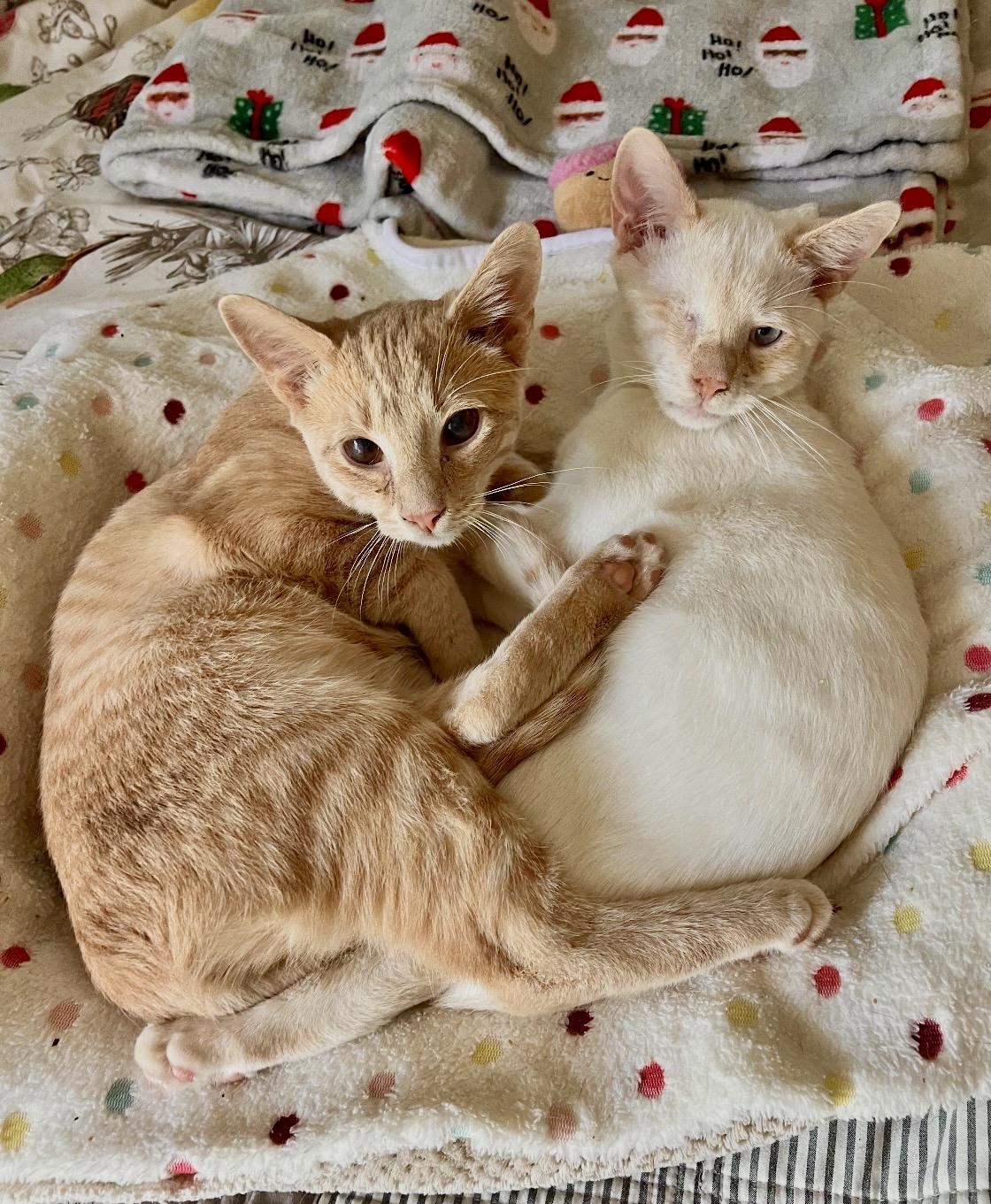Enlarge Gunnar(orange) & Everett (white) bonded brothers, a Adoptable Domestic Short Hair in Mount Juliet, TN image 1/6