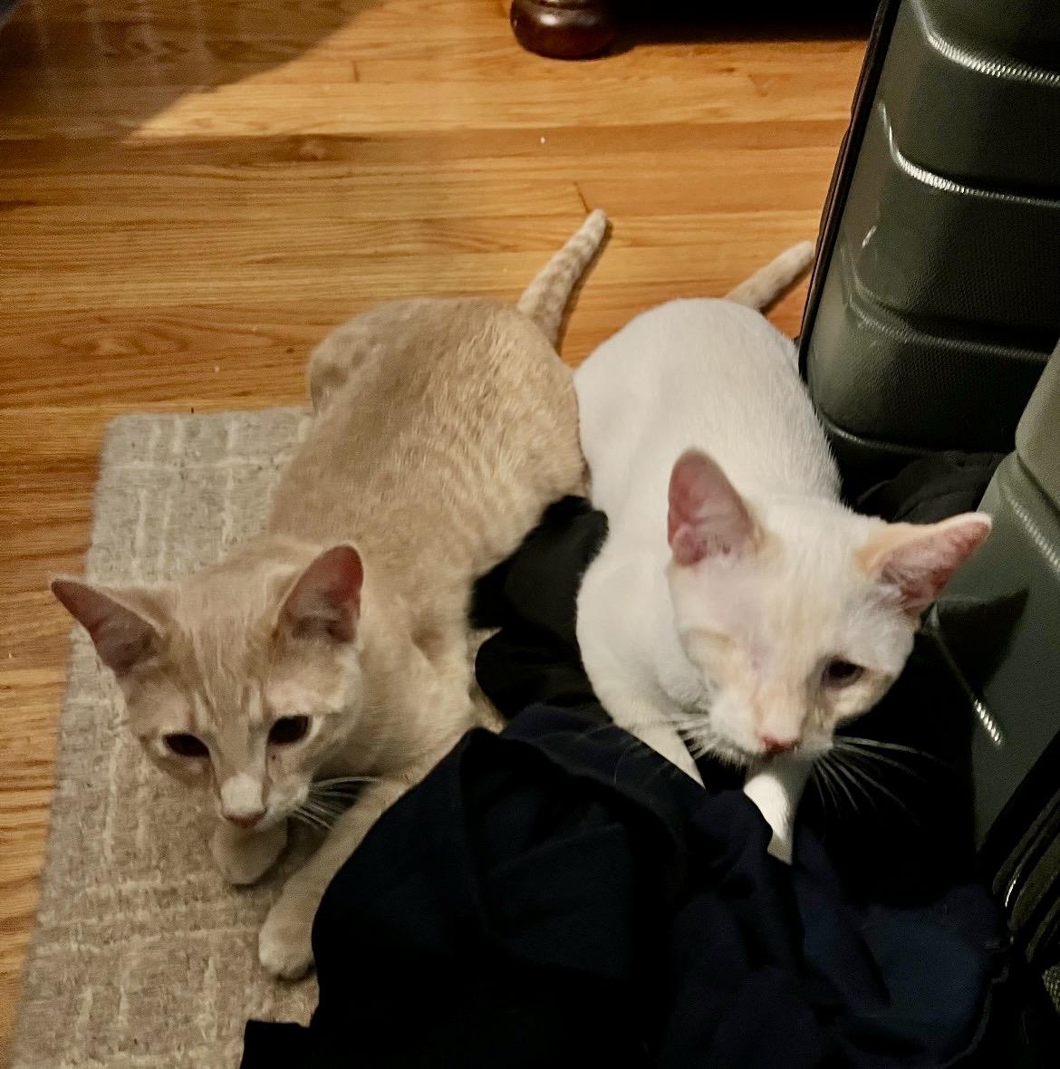 Enlarge Gunnar(orange) & Everett (white) bonded brothers, a Adoptable Domestic Short Hair in Mount Juliet, TN image 2/6