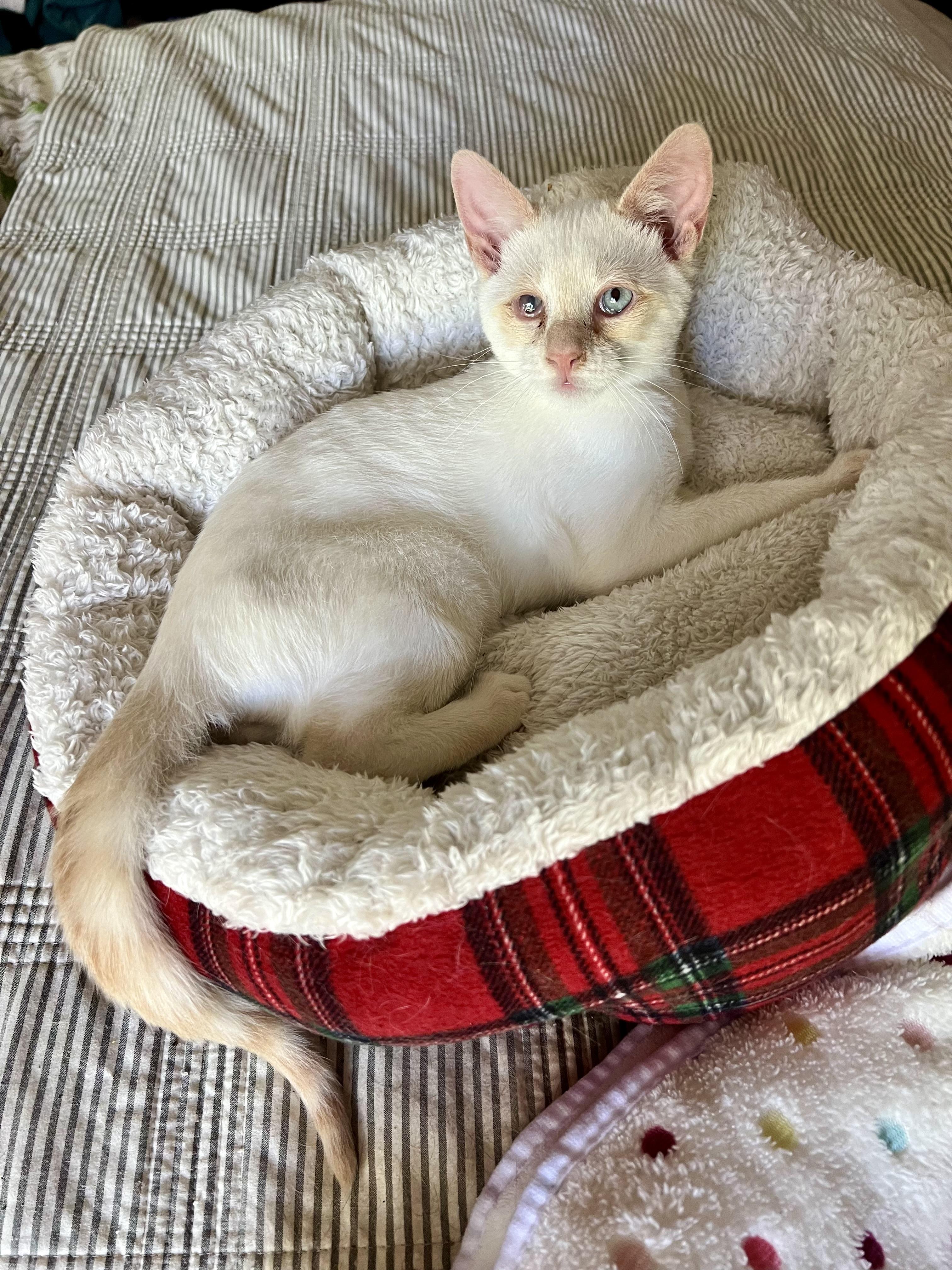 Gunnar(orange) & Everett (white) bonded brothers, a ADOPTABLE Domestic Short Hair in Mount Juliet, TN image 2/6