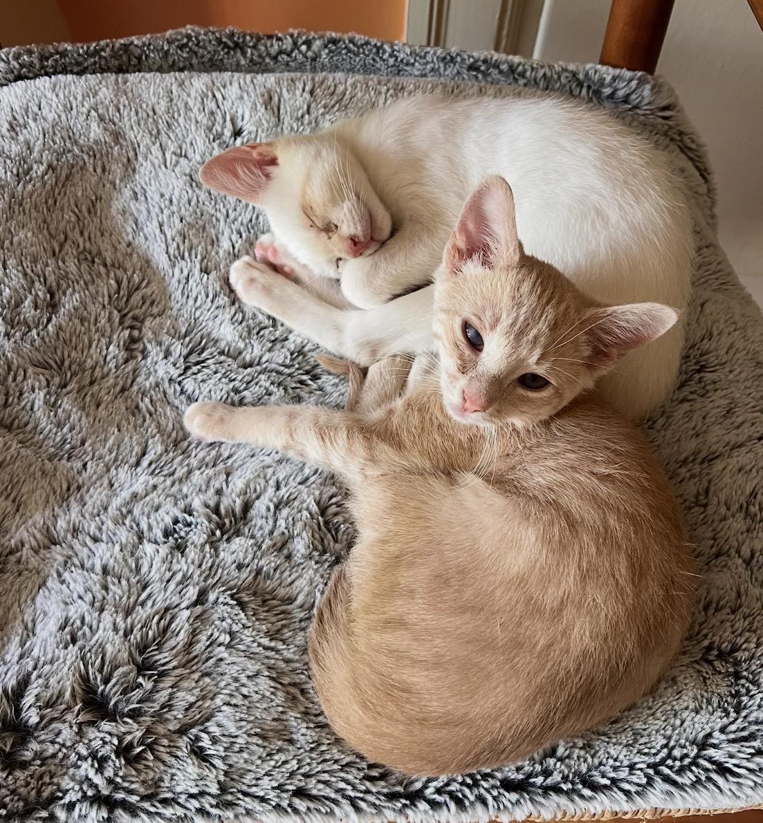 Gunnar(orange) & Everett (white) bonded brothers, a ADOPTABLE Domestic Short Hair in Mount Juliet, TN image 5/6