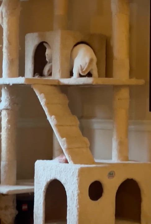 Enlarge Gunnar(orange) & Everett (white) bonded brothers, a ADOPTABLE Domestic Short Hair in Mount Juliet, TN video 4/6
