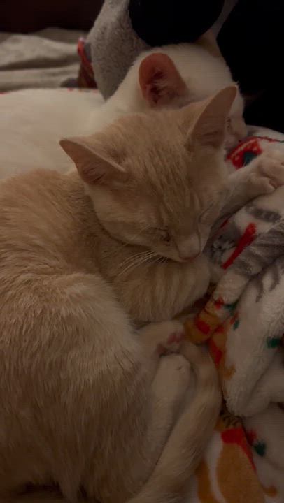 Enlarge Gunnar(orange) & Everett (white) bonded brothers, a ADOPTABLE Domestic Short Hair in Mount Juliet, TN video 6/6