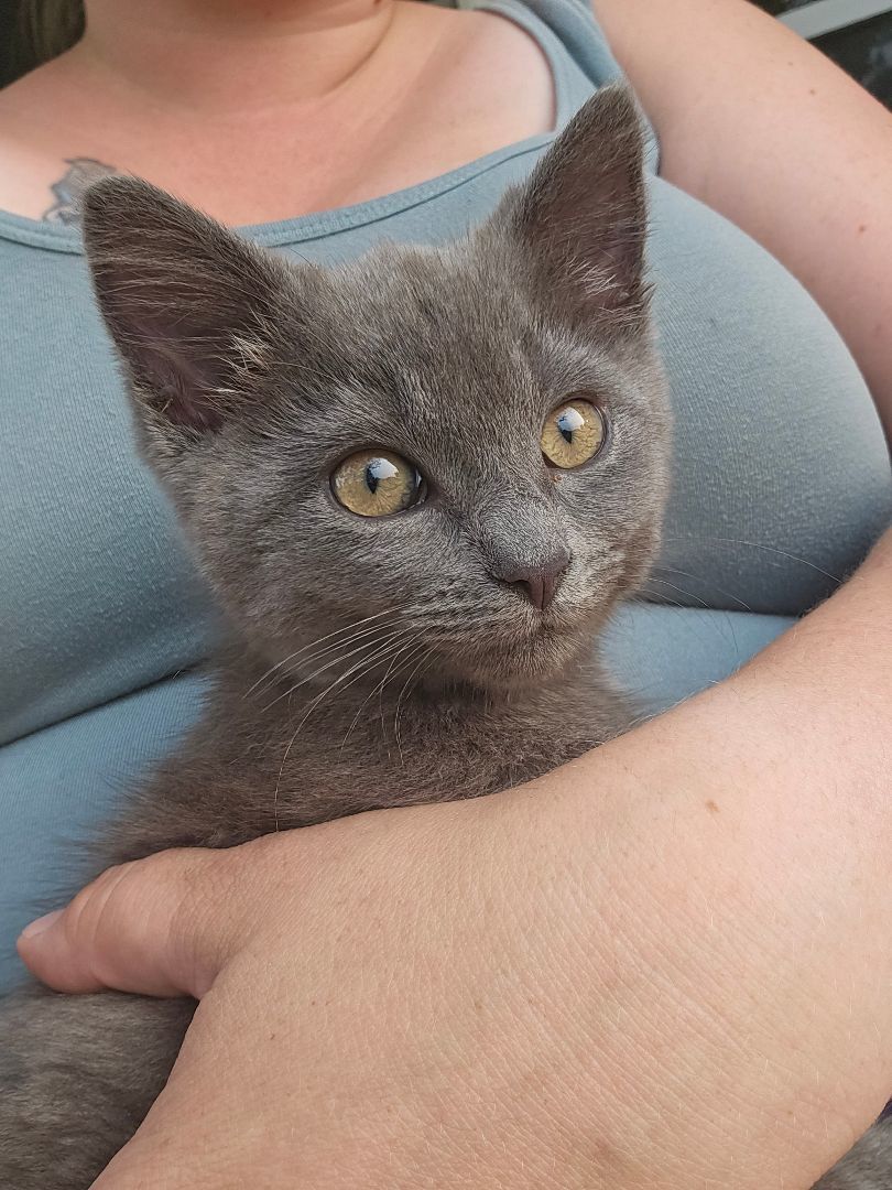 Enlarge Baby Boy, a Adopted Domestic Short Hair in Luna Pier, MI image 2/4