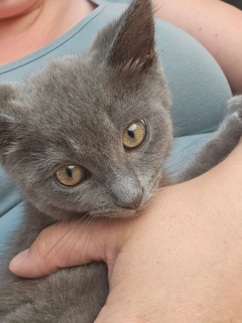 Enlarge Baby Boy, a Adopted Domestic Short Hair in Luna Pier, MI image 3/4