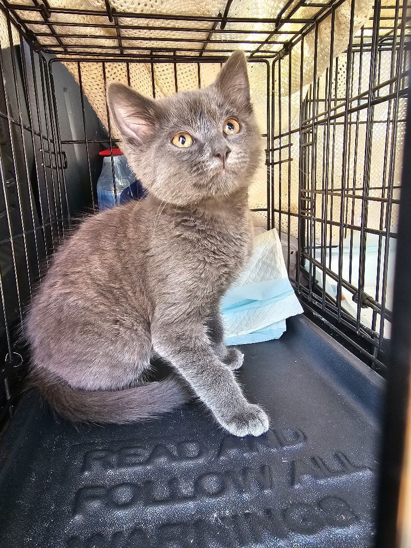 Enlarge Baby Boy, a Adopted Domestic Short Hair in Luna Pier, MI image 4/4